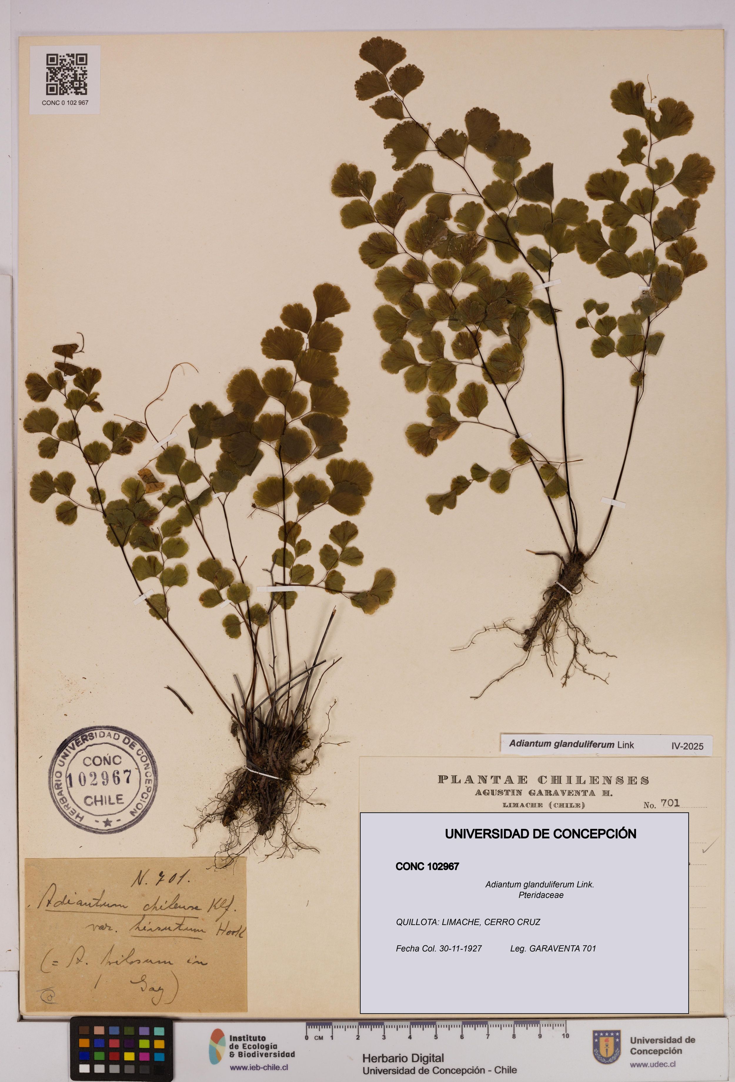 Adiantum glanduliferum [Espécimen: ]