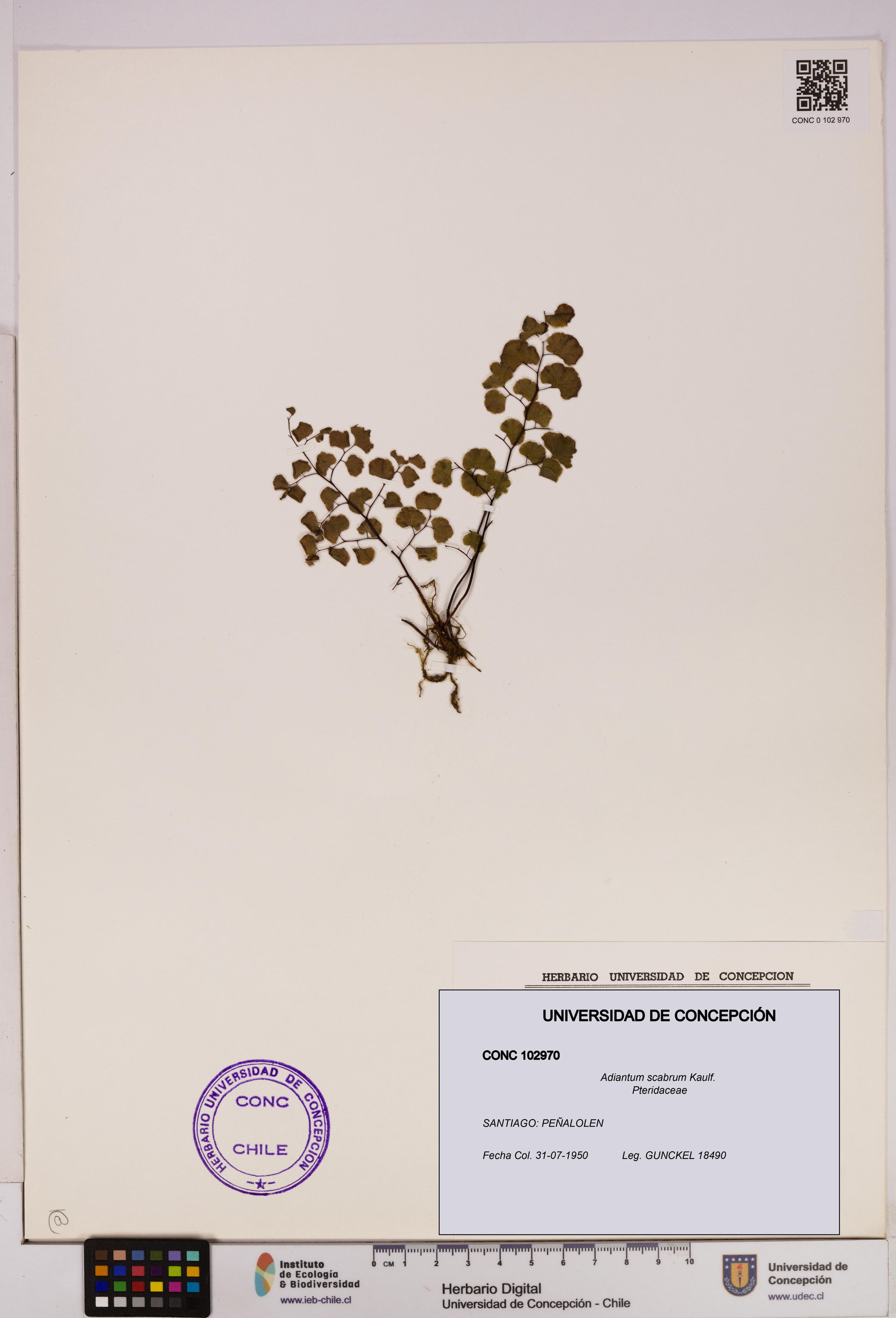 Adiantum scabrum [Espécimen: ]