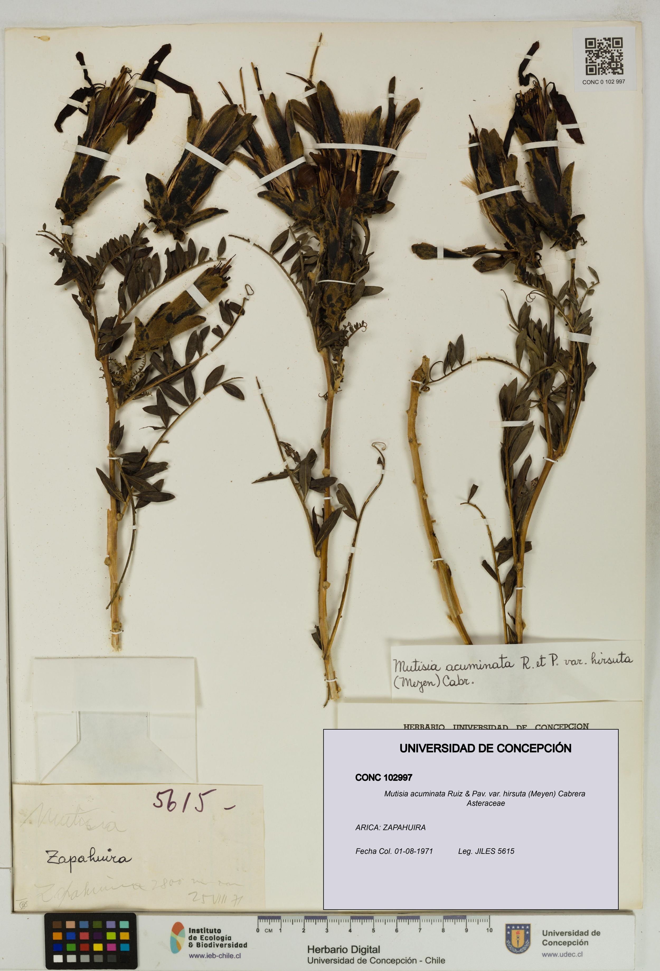 Mutisia acuminata var. hirsuta [Espécimen: ]