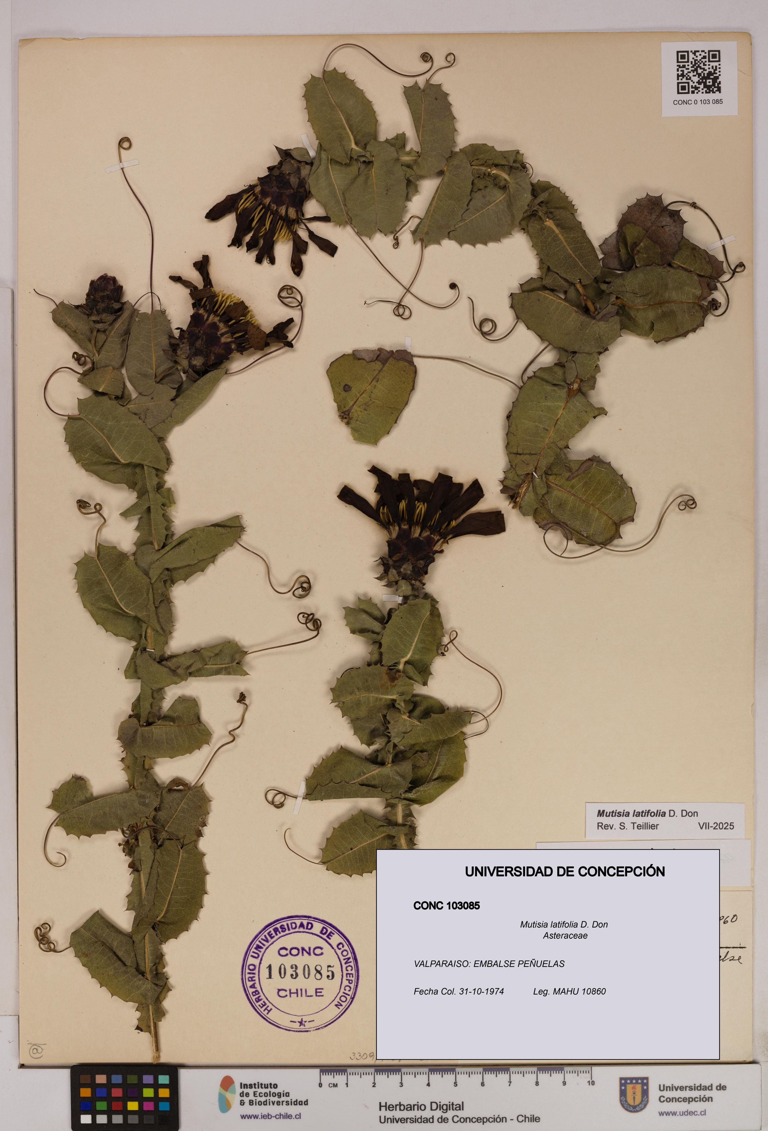 Mutisia latifolia [Espécimen: ]