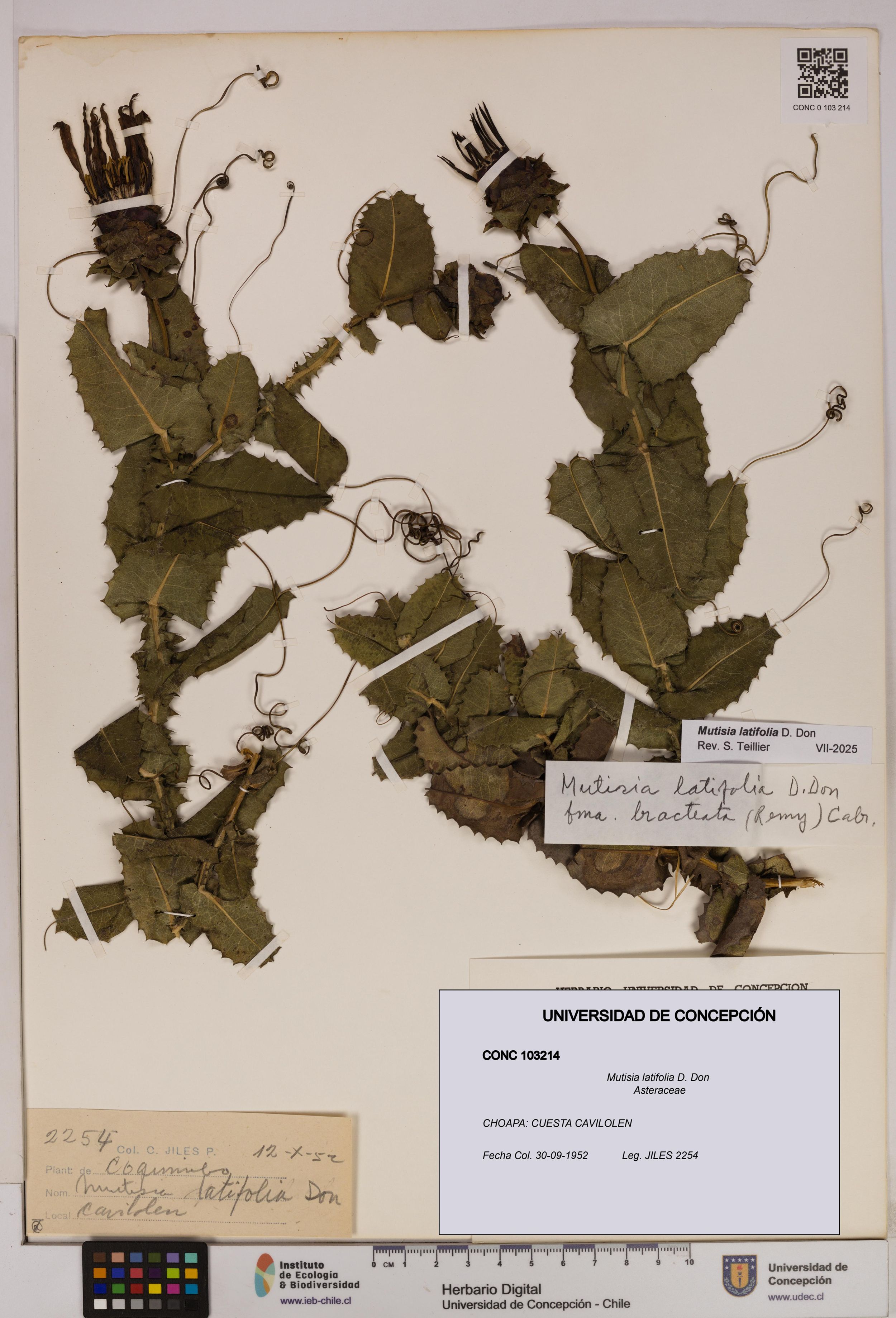 Mutisia latifolia [Espécimen: ]