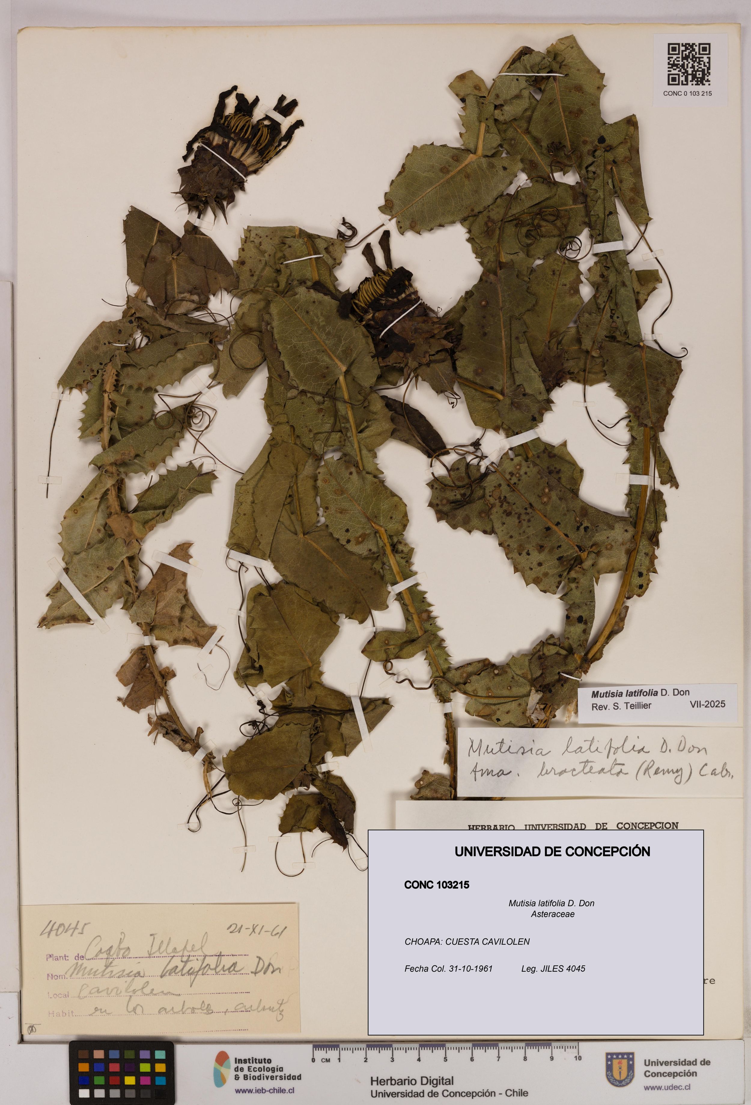 Mutisia latifolia [Espécimen: ]