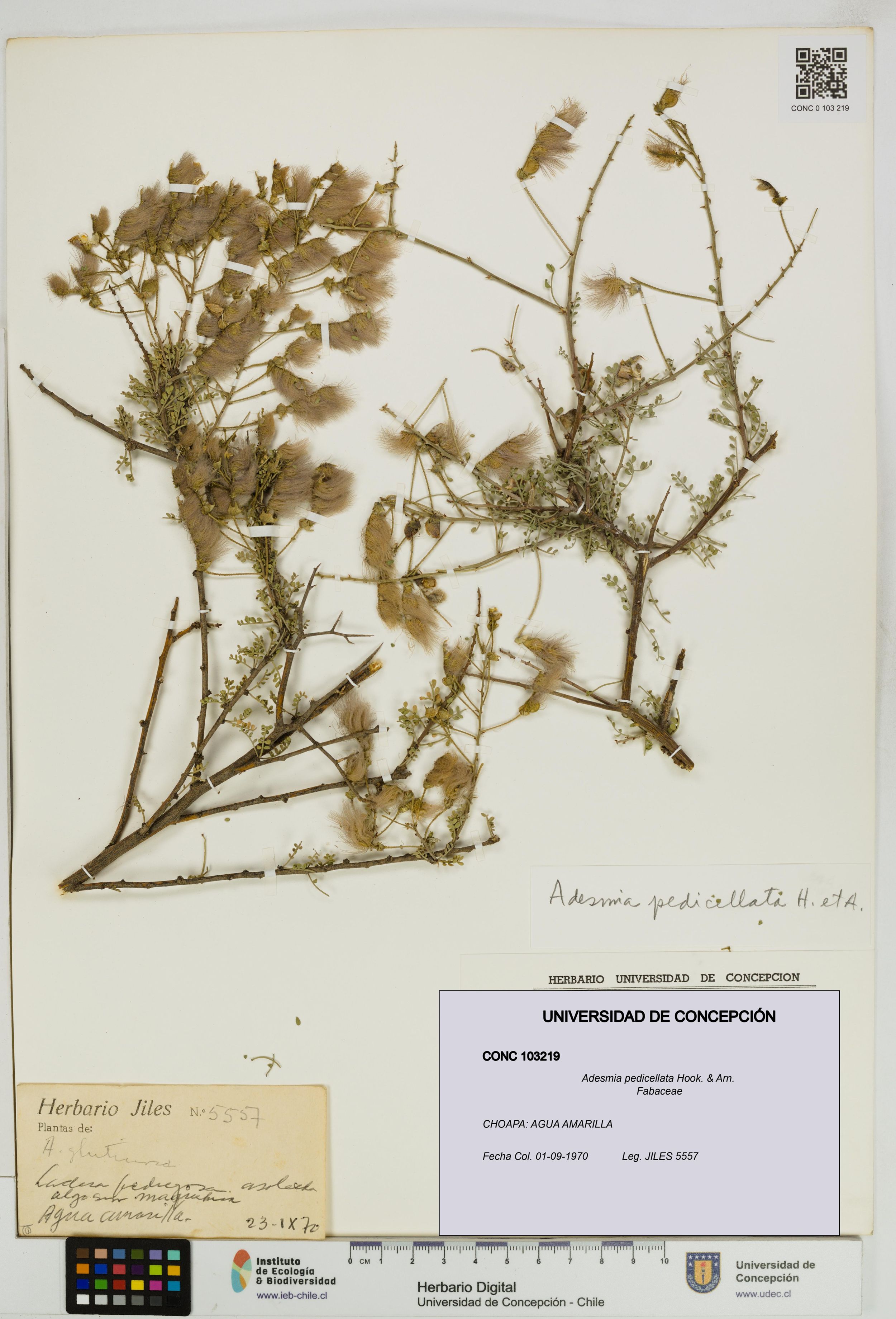 Adesmia pedicellata [Espécimen: ]