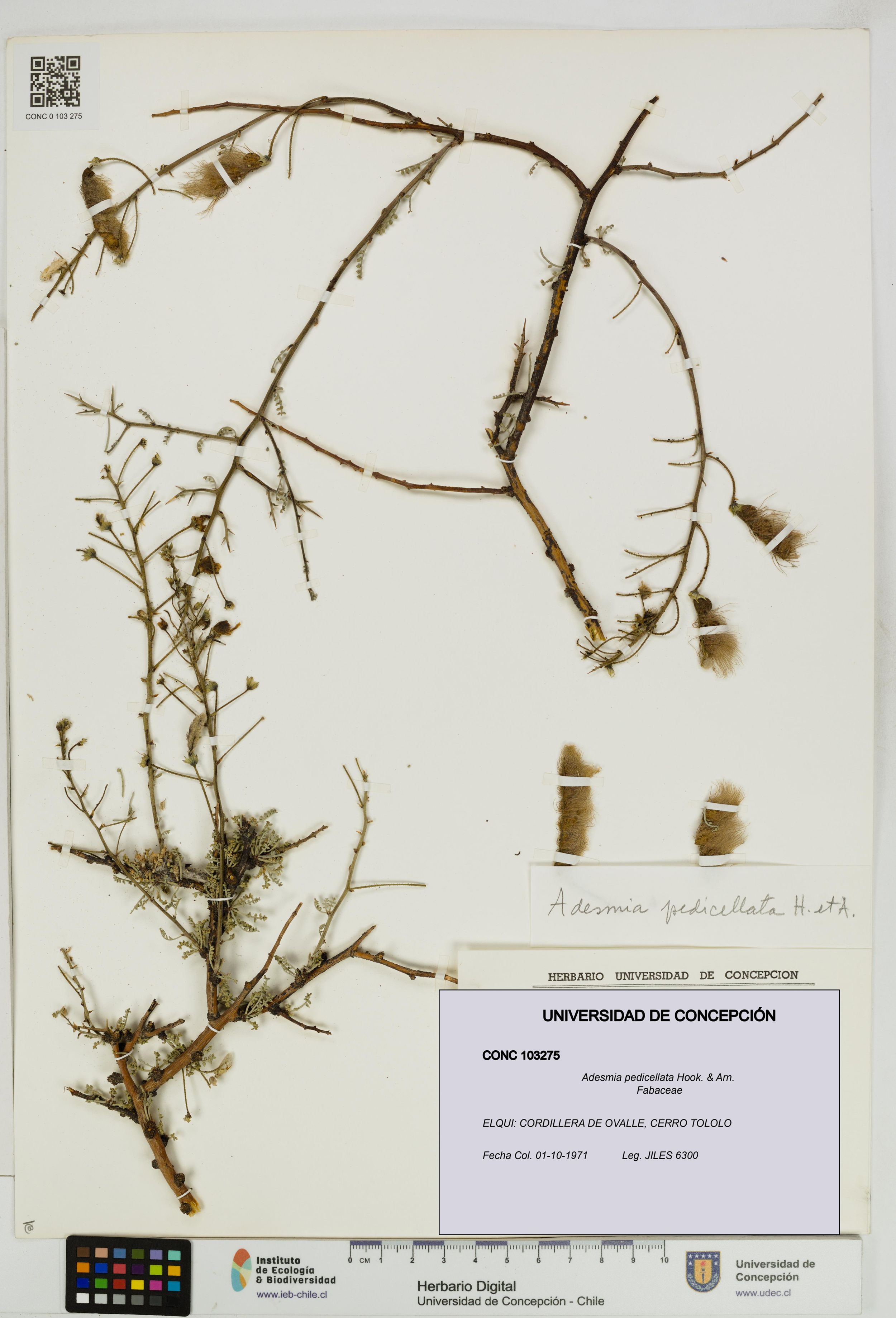 Adesmia pedicellata [Espécimen: ]
