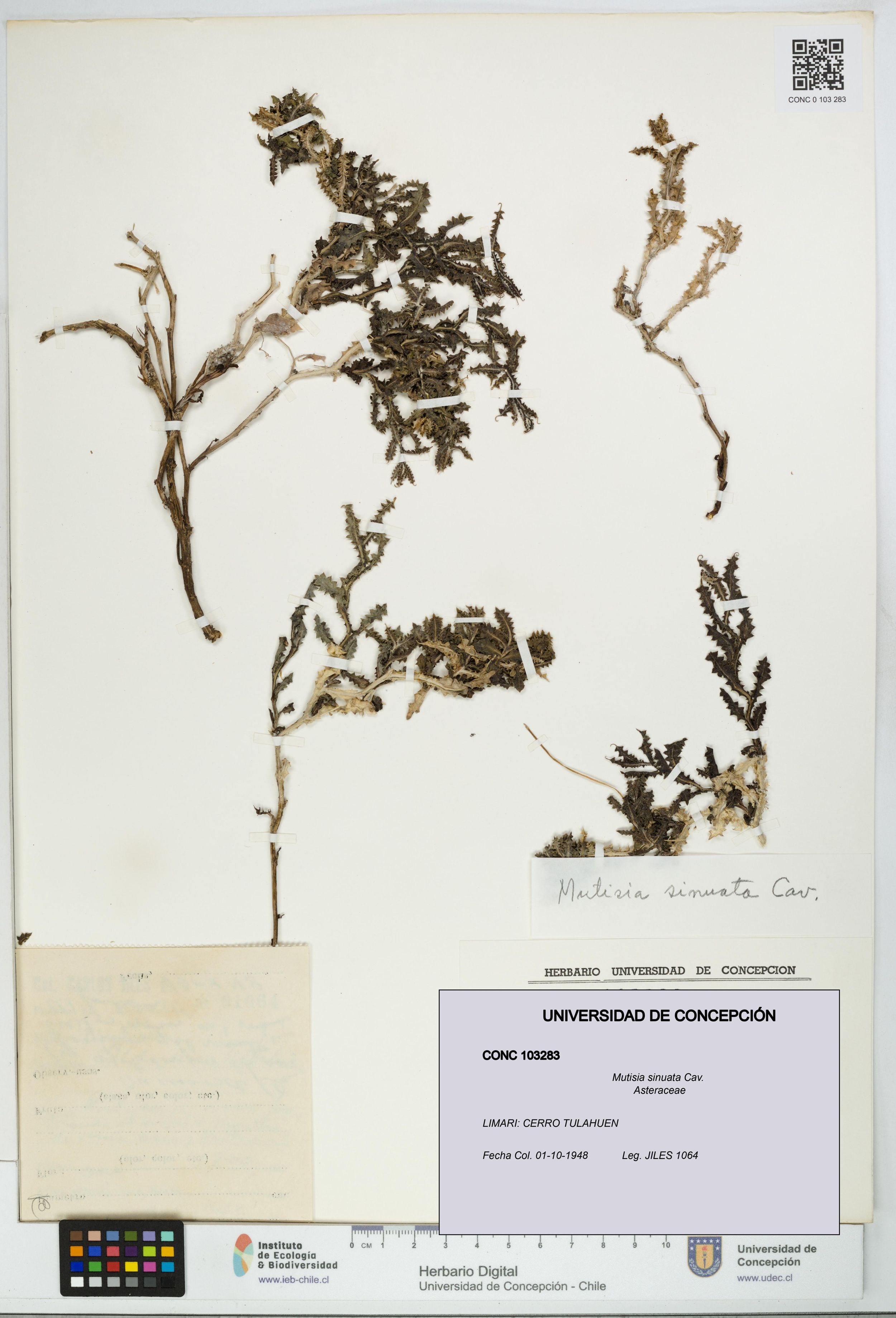 Mutisia sinuata [Espécimen: ]