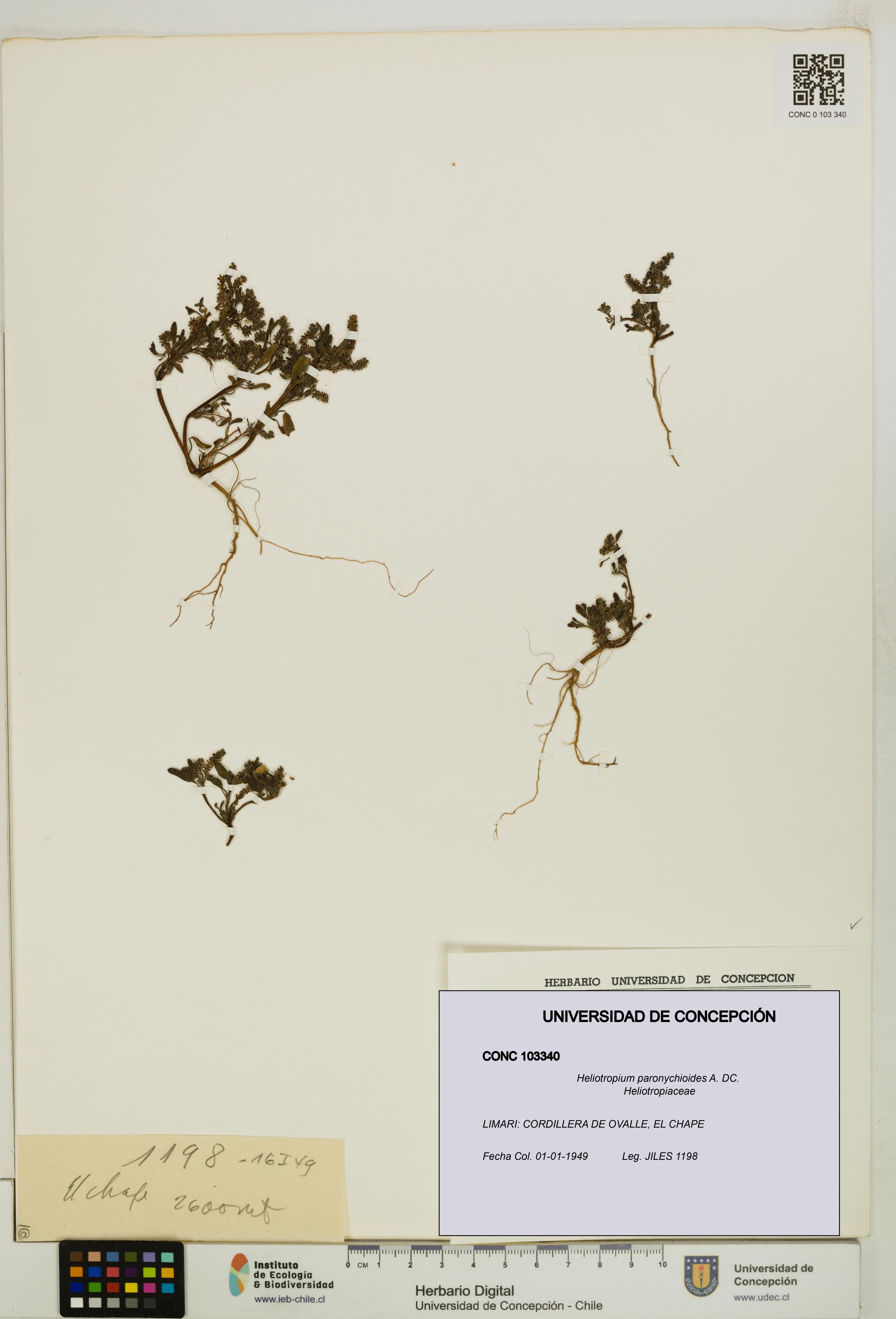 Heliotropium paronychioides [Espécimen: ]
