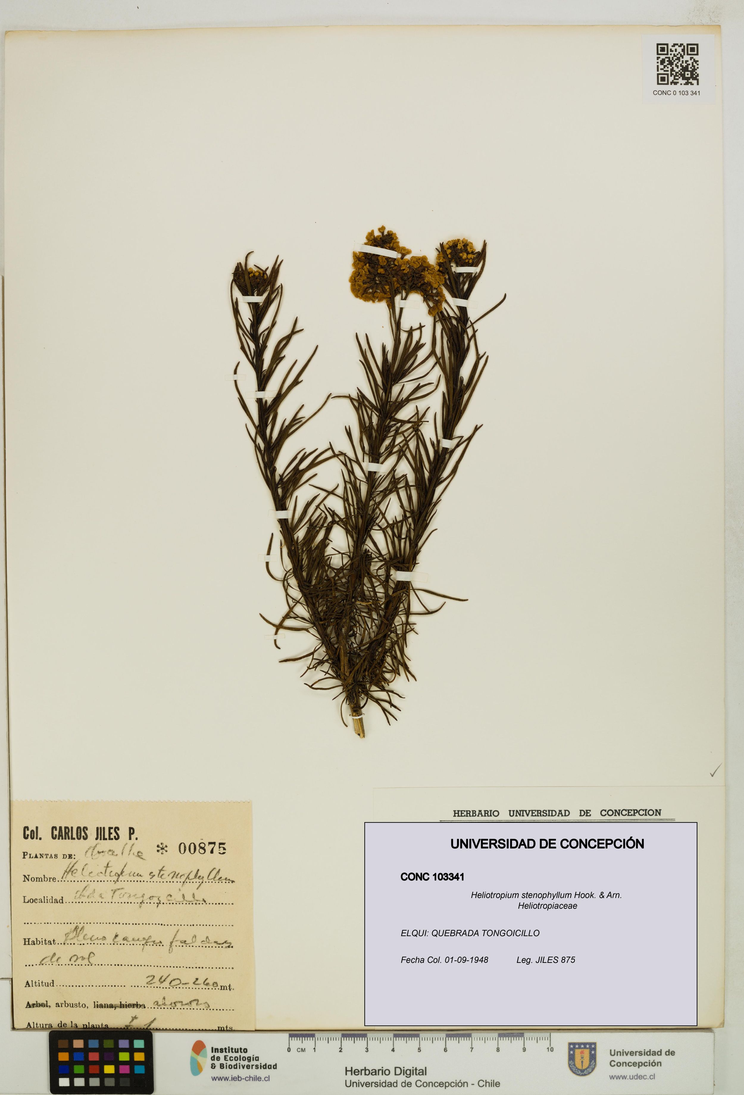 Heliotropium stenophyllum [Espécimen: ]