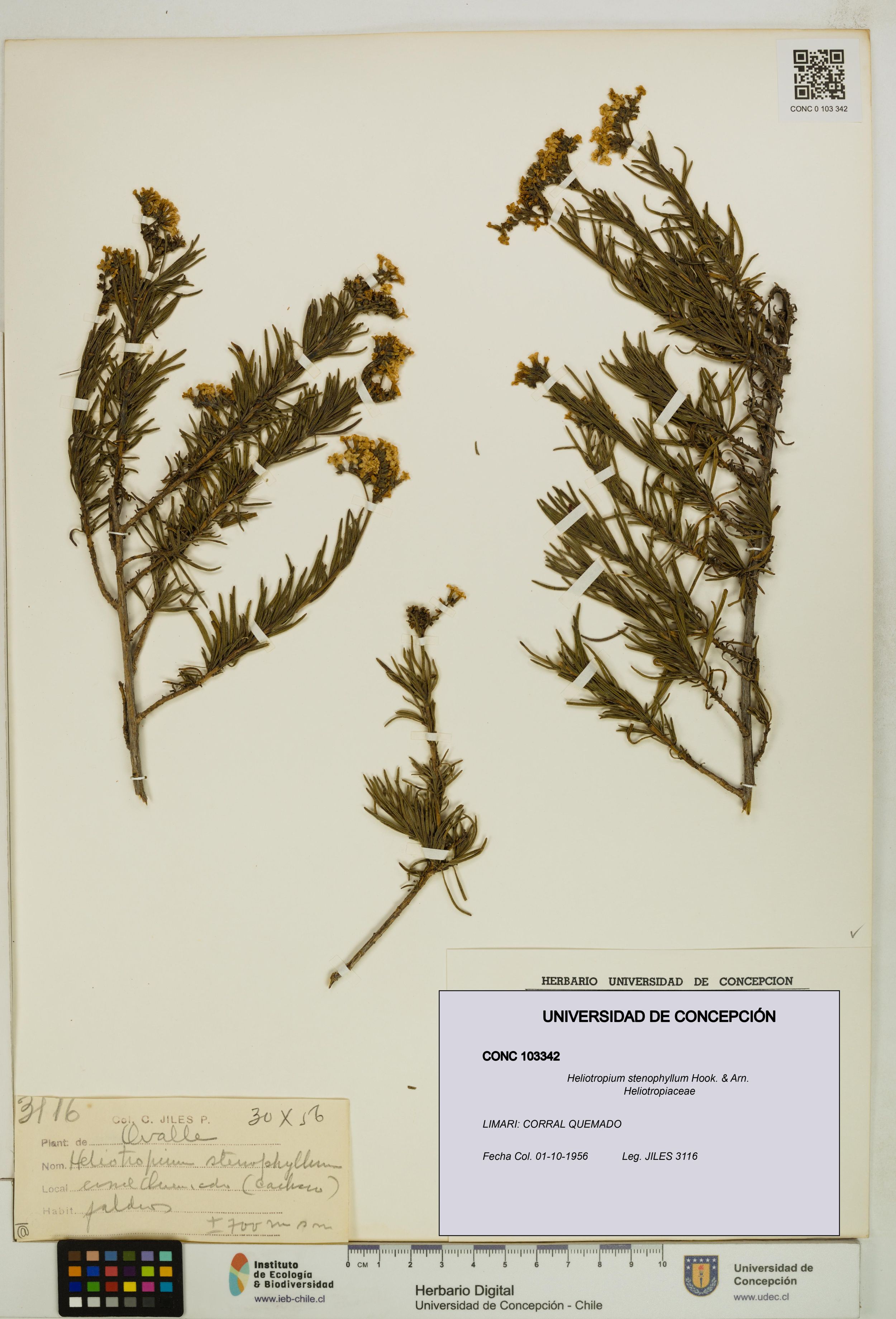 Heliotropium stenophyllum [Espécimen: ]