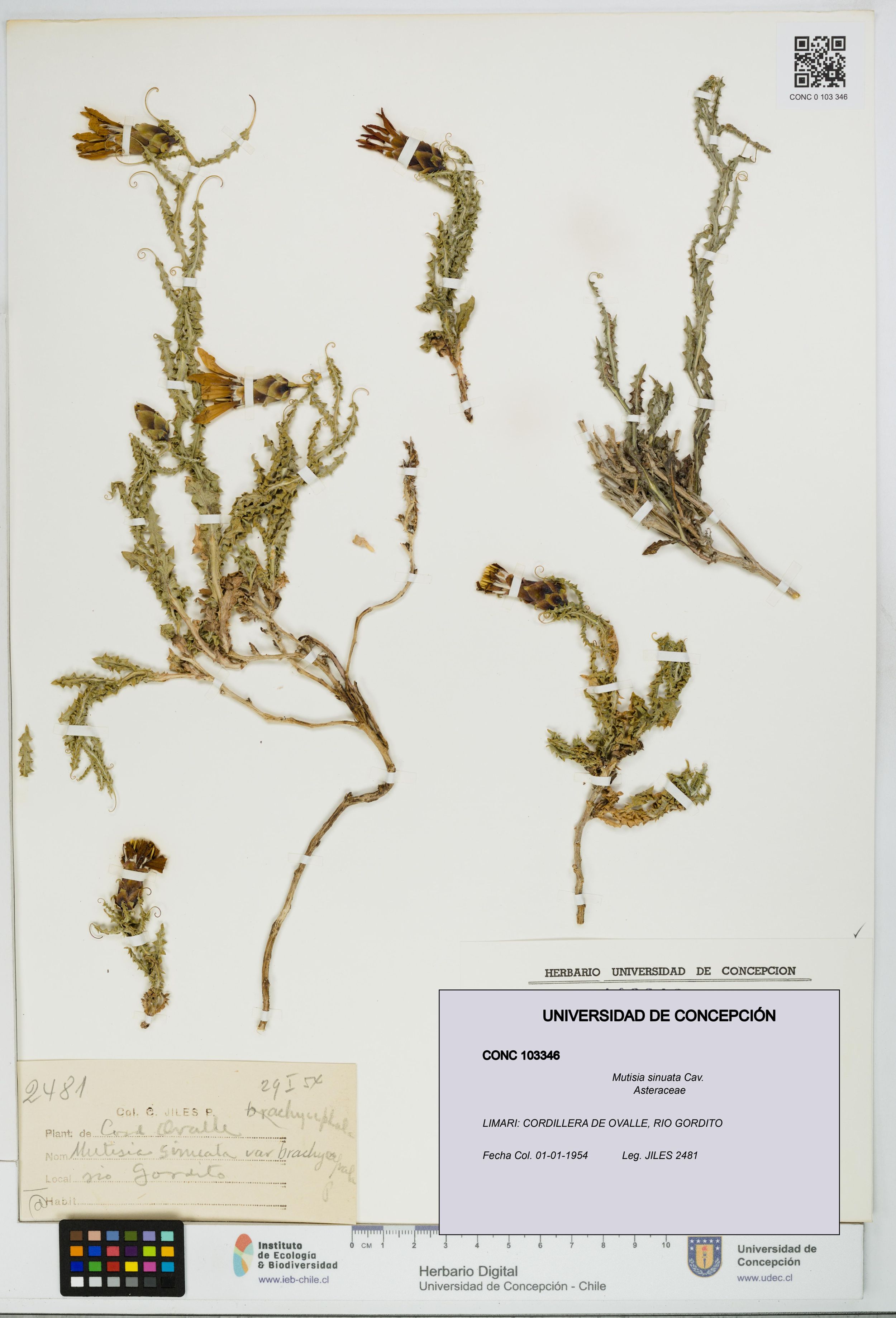Mutisia sinuata [Espécimen: ]
