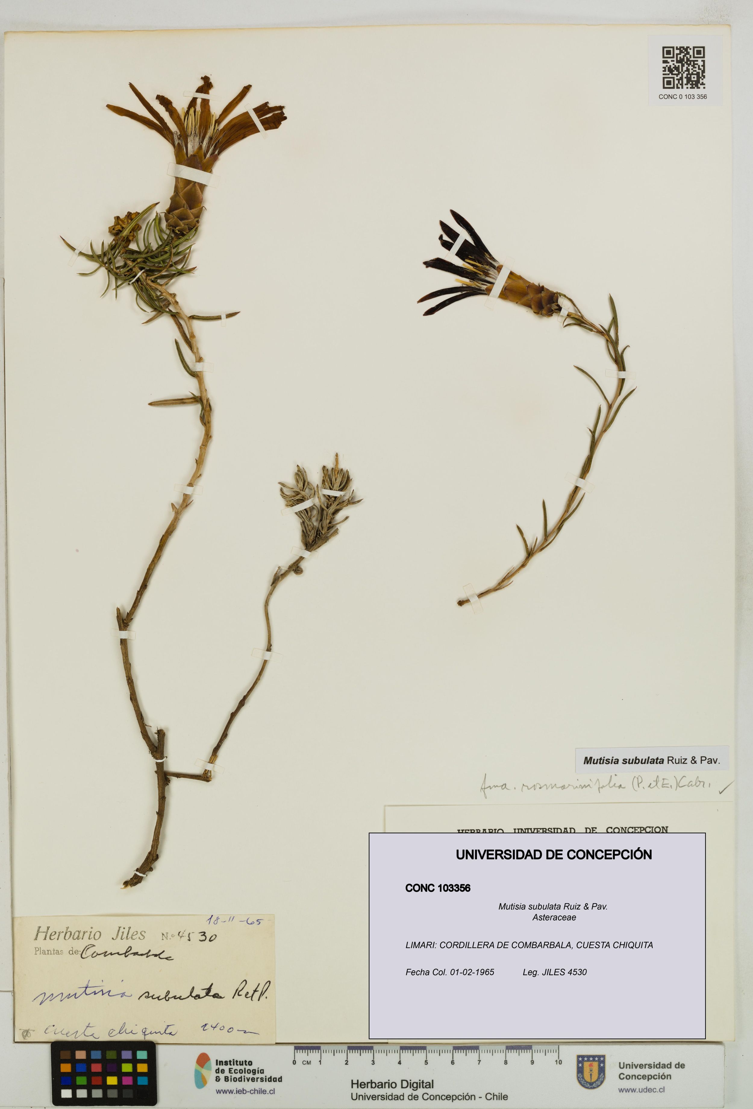 Mutisia subulata [Espécimen: ]