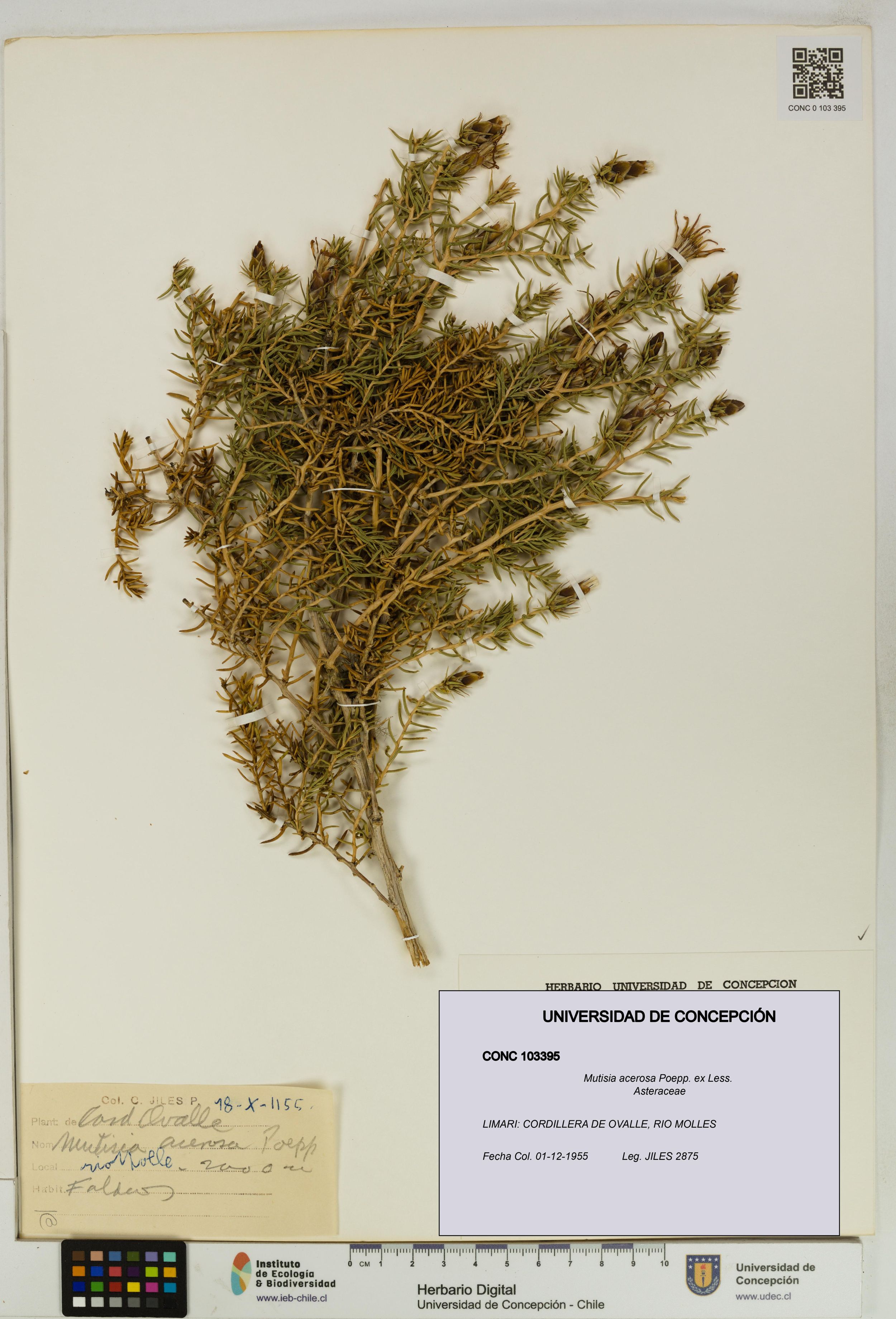 Mutisia acerosa [Espécimen: ]