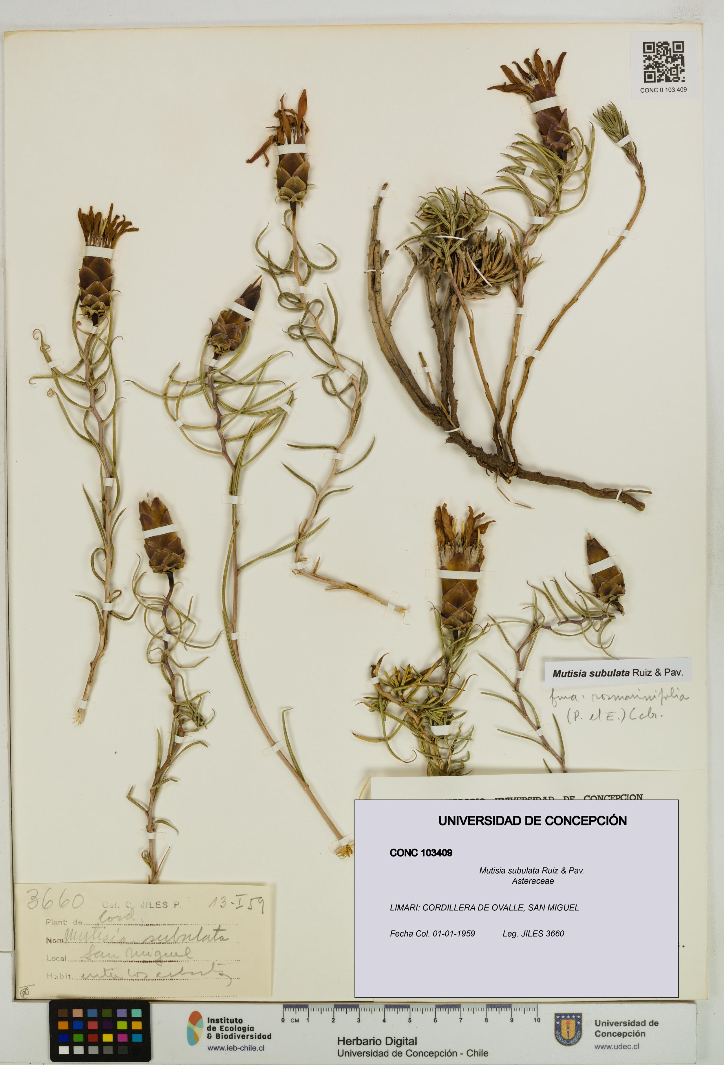 Mutisia subulata [Espécimen: ]