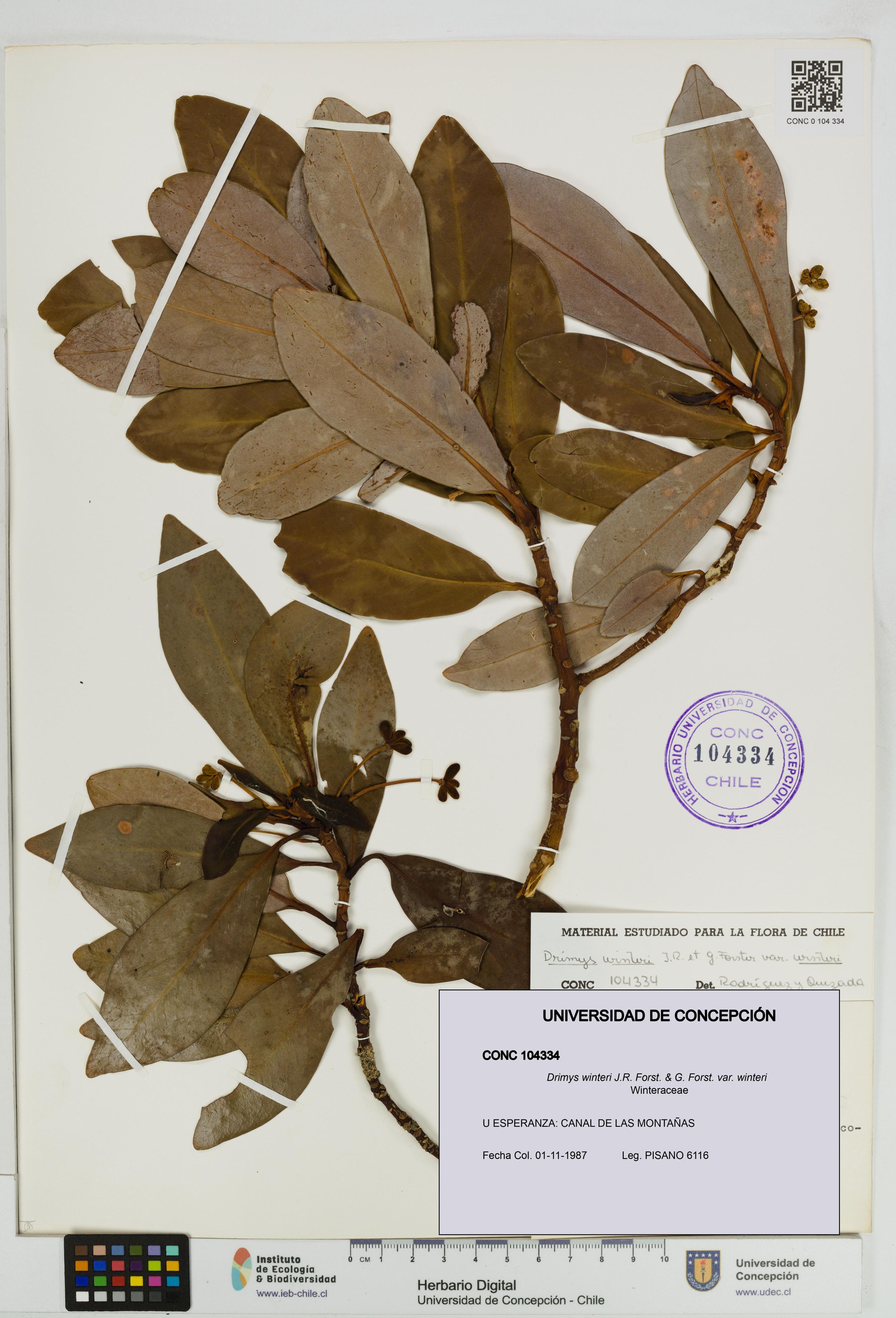 Drimys winteri var. winteri [Espécimen: ]