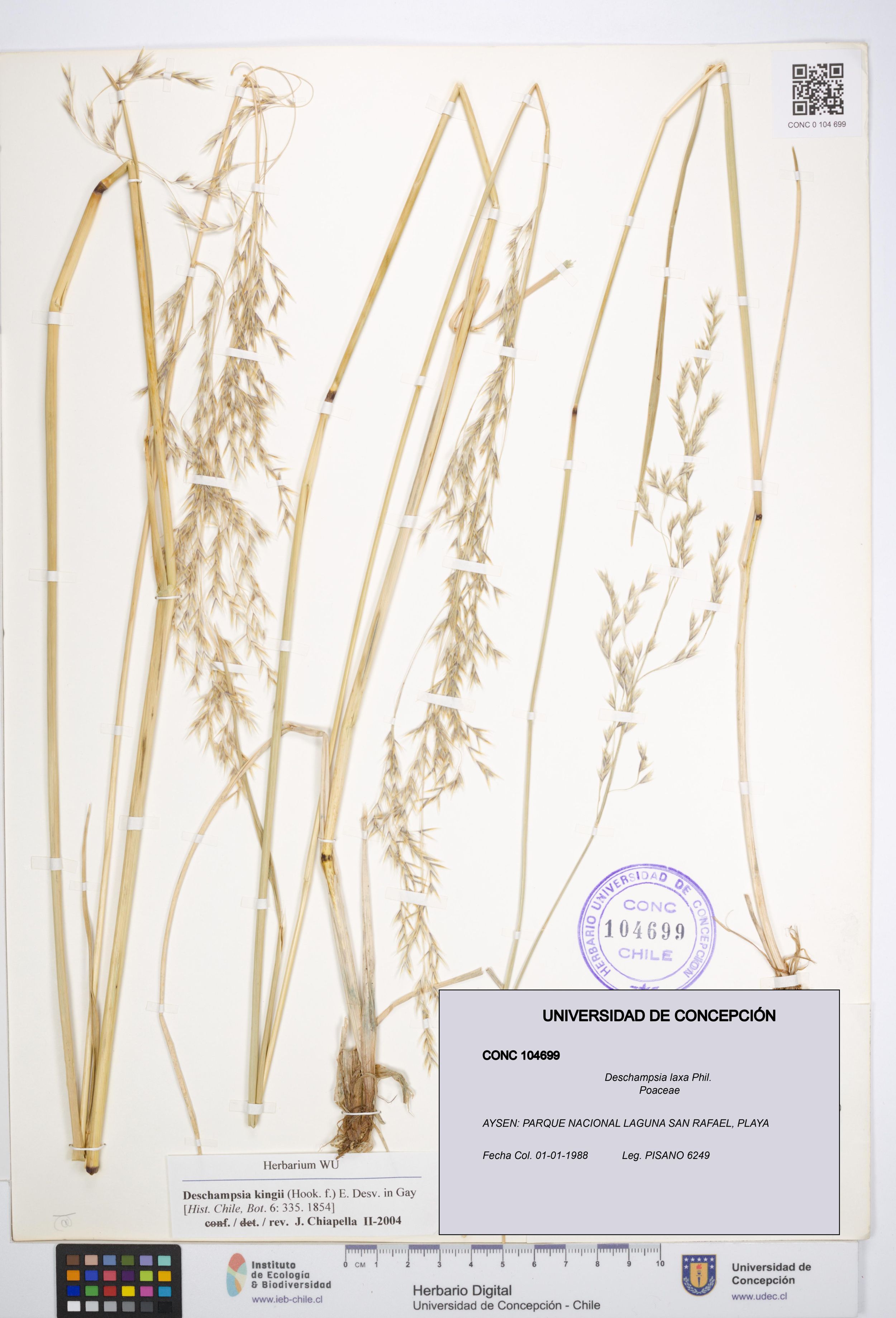 Deschampsia laxa [Espécimen: ]