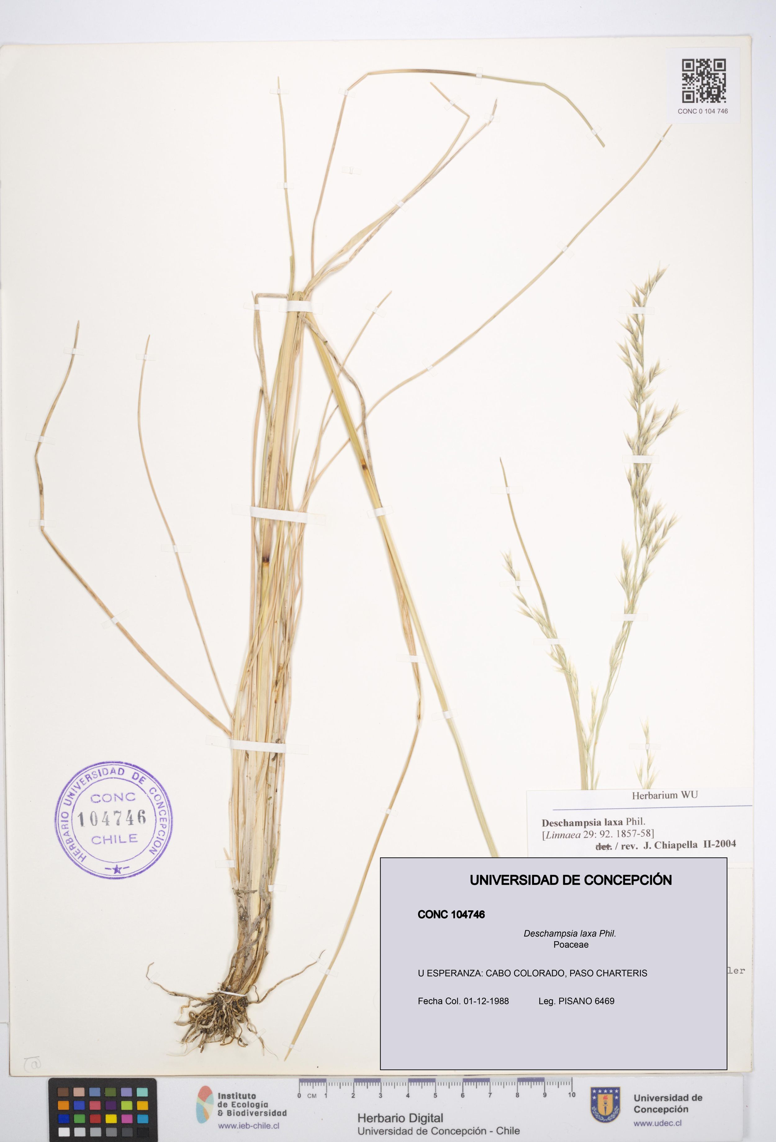 Deschampsia laxa [Espécimen: ]