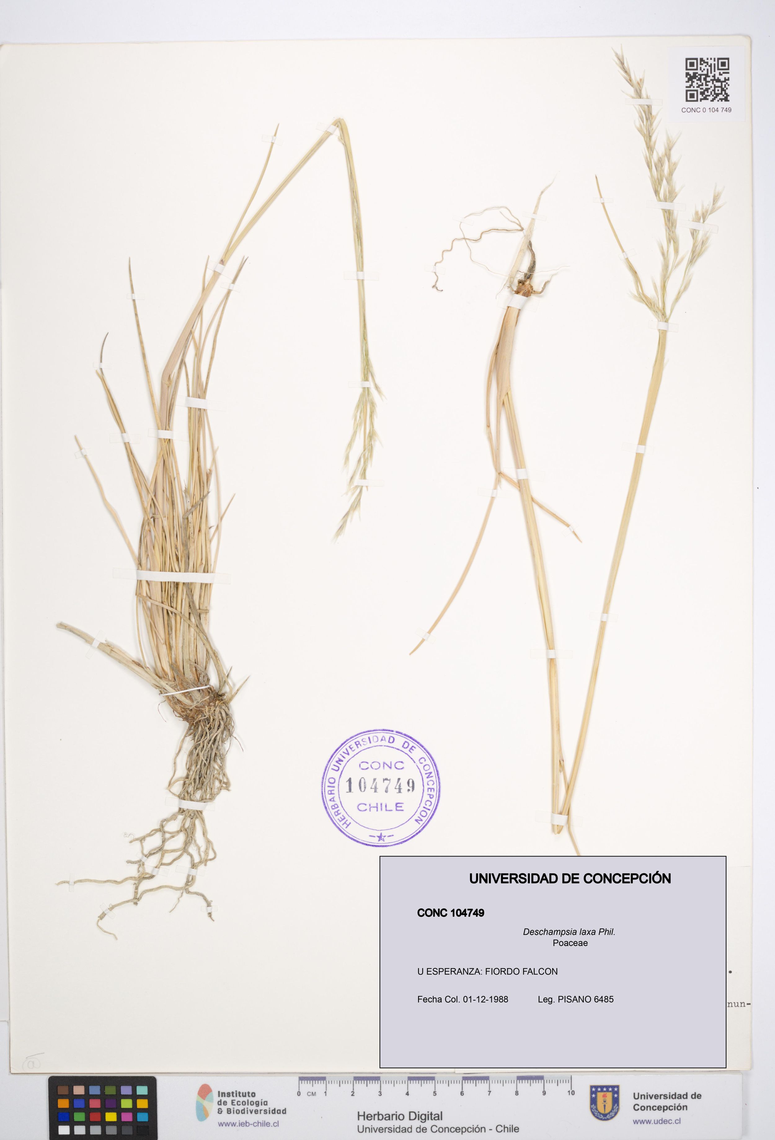 Deschampsia laxa [Espécimen: ]