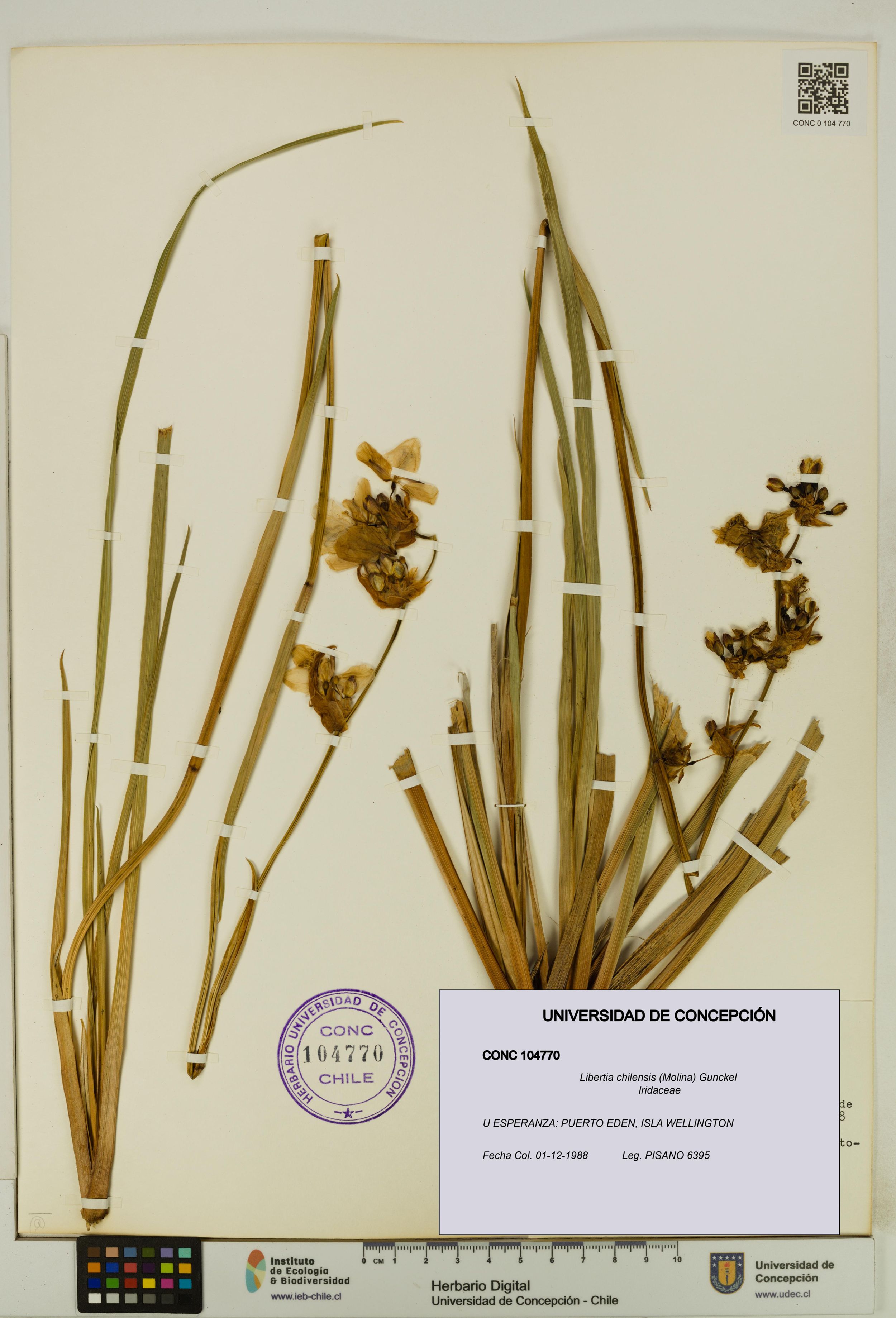 Libertia chilensis [Espécimen: ]