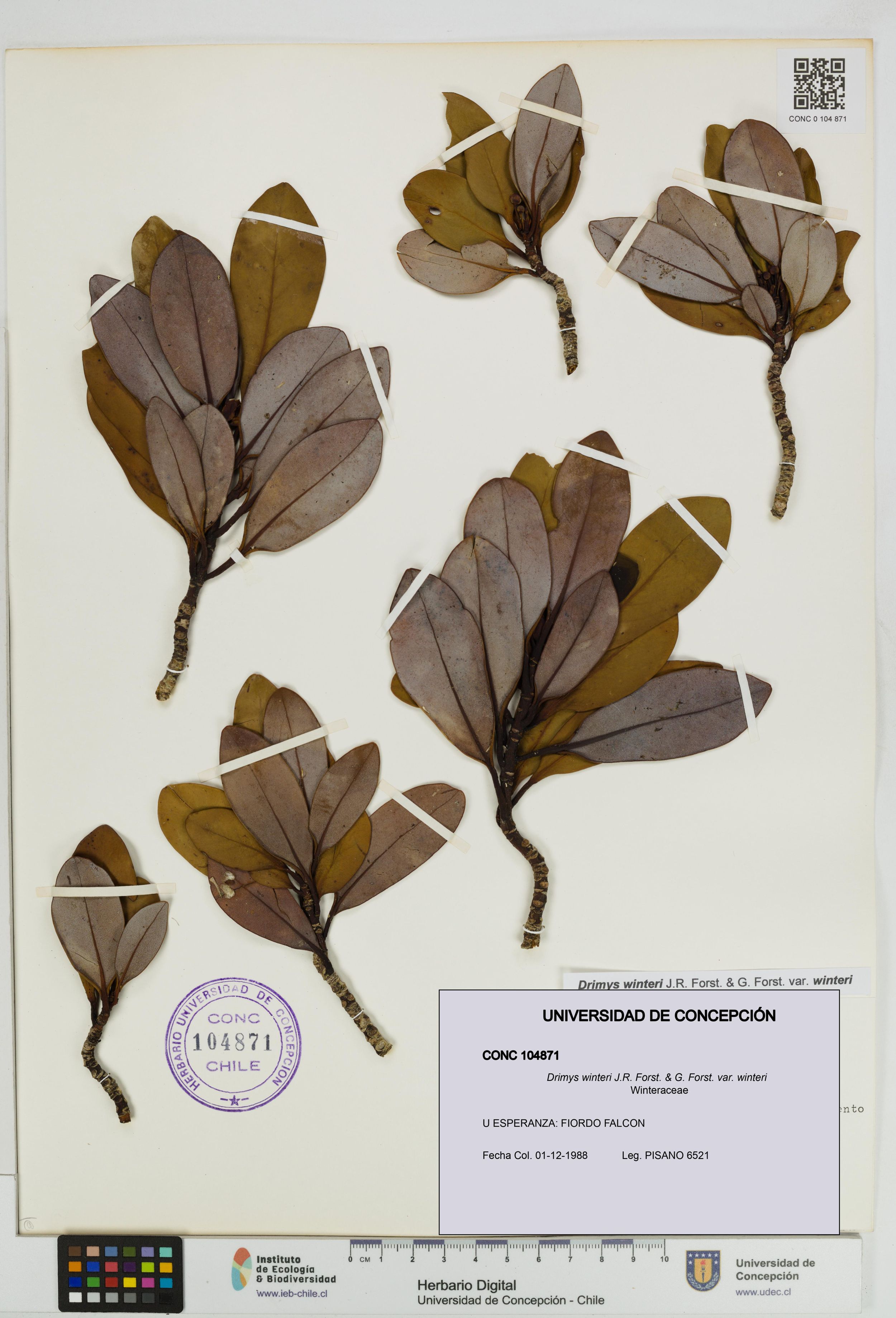 Drimys winteri var. winteri [Espécimen: ]