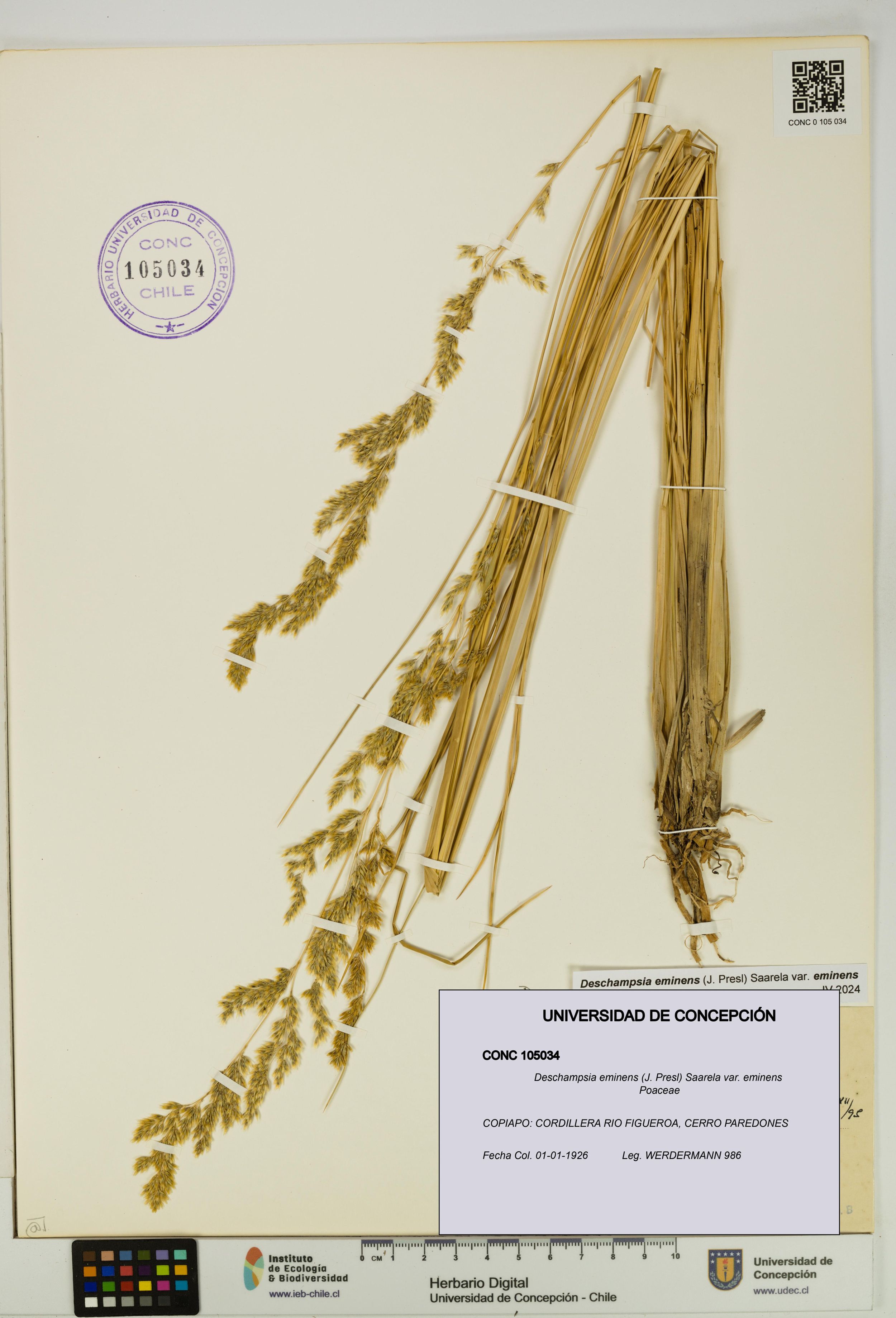 Deschampsia eminens [Espécimen: ]