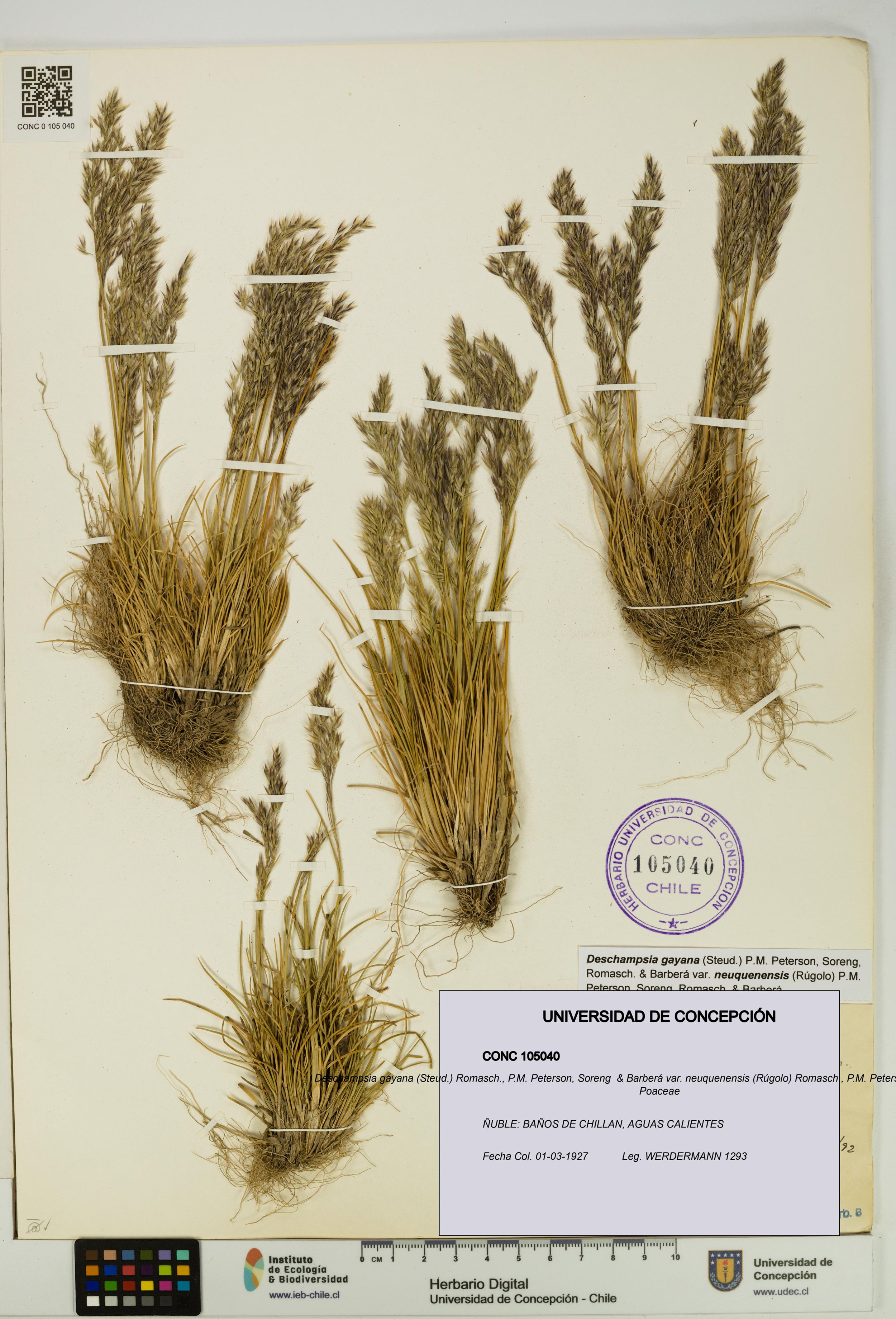 Deschampsia gayana var. neuquenensis [Espécimen: ]