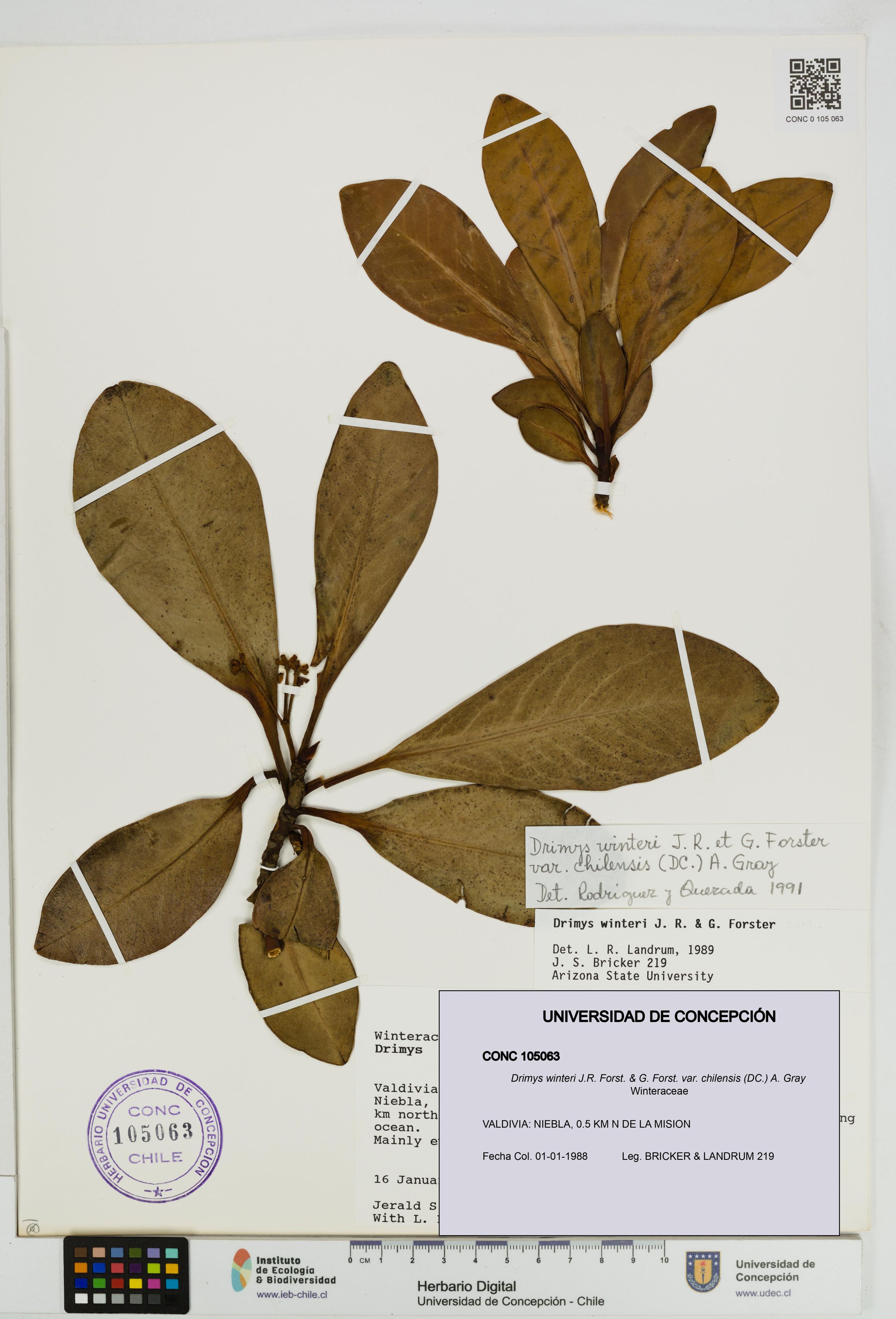 Drimys winteri var. chilensis [Espécimen: ]