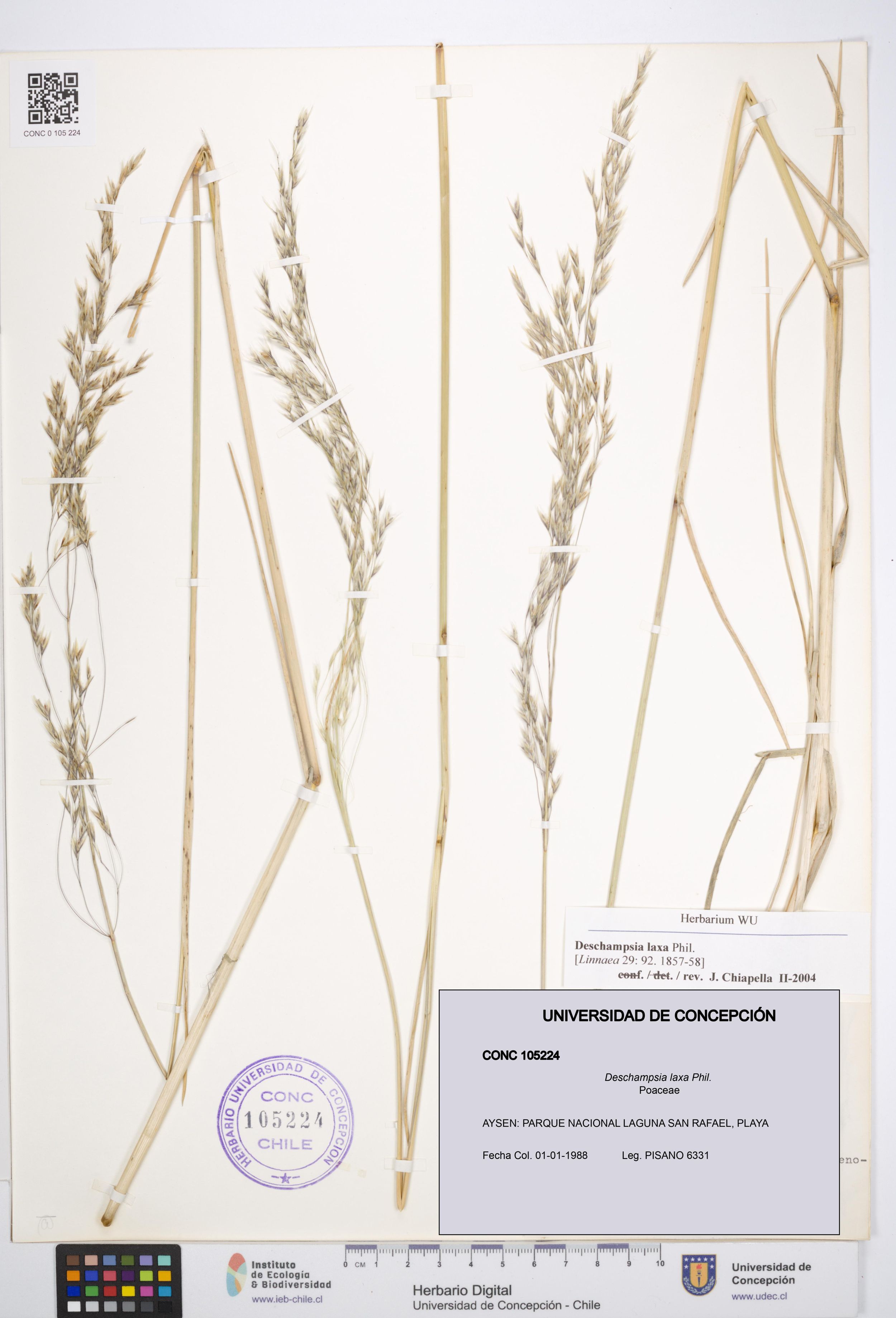 Deschampsia laxa [Espécimen: ]