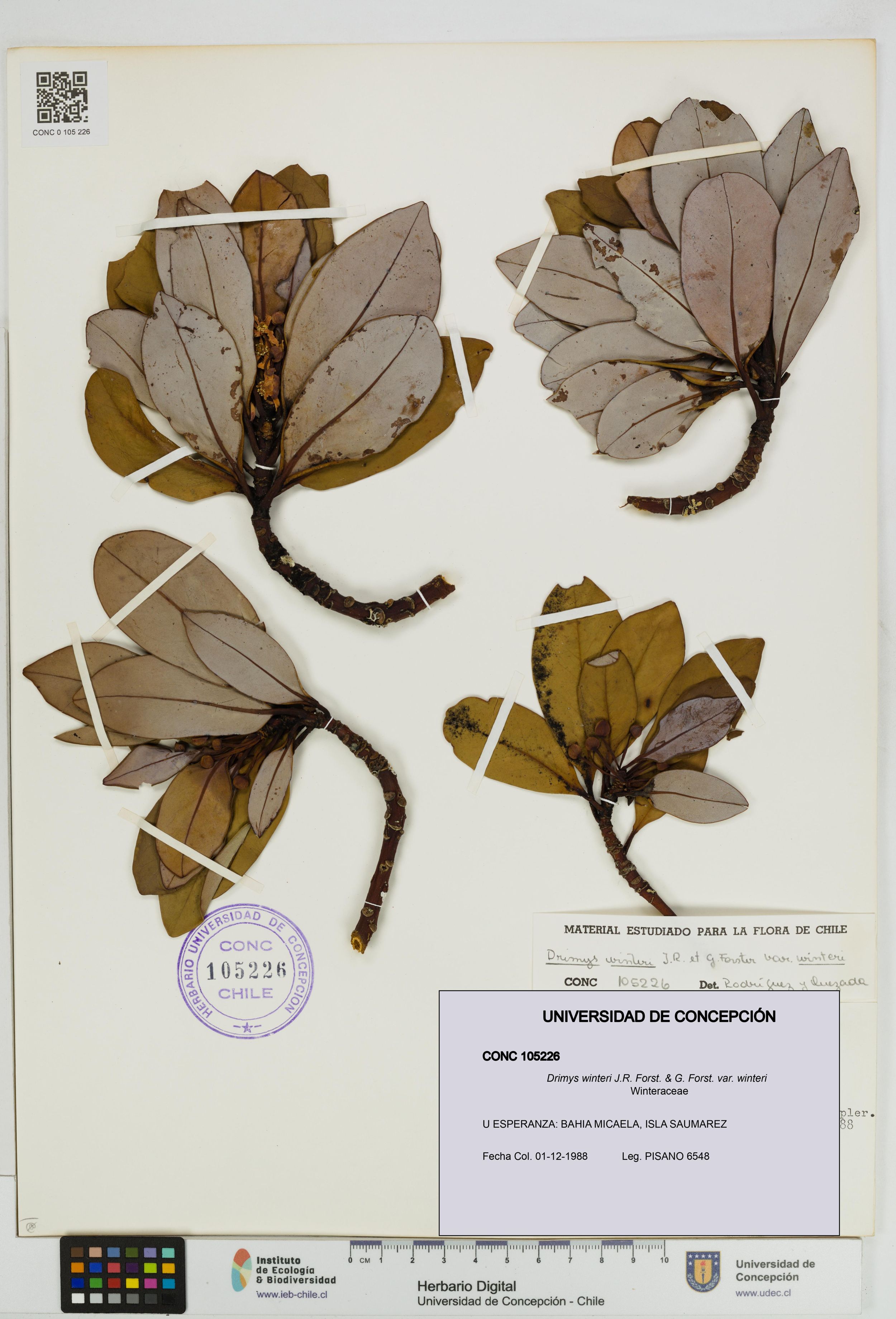 Drimys winteri var. winteri [Espécimen: ]