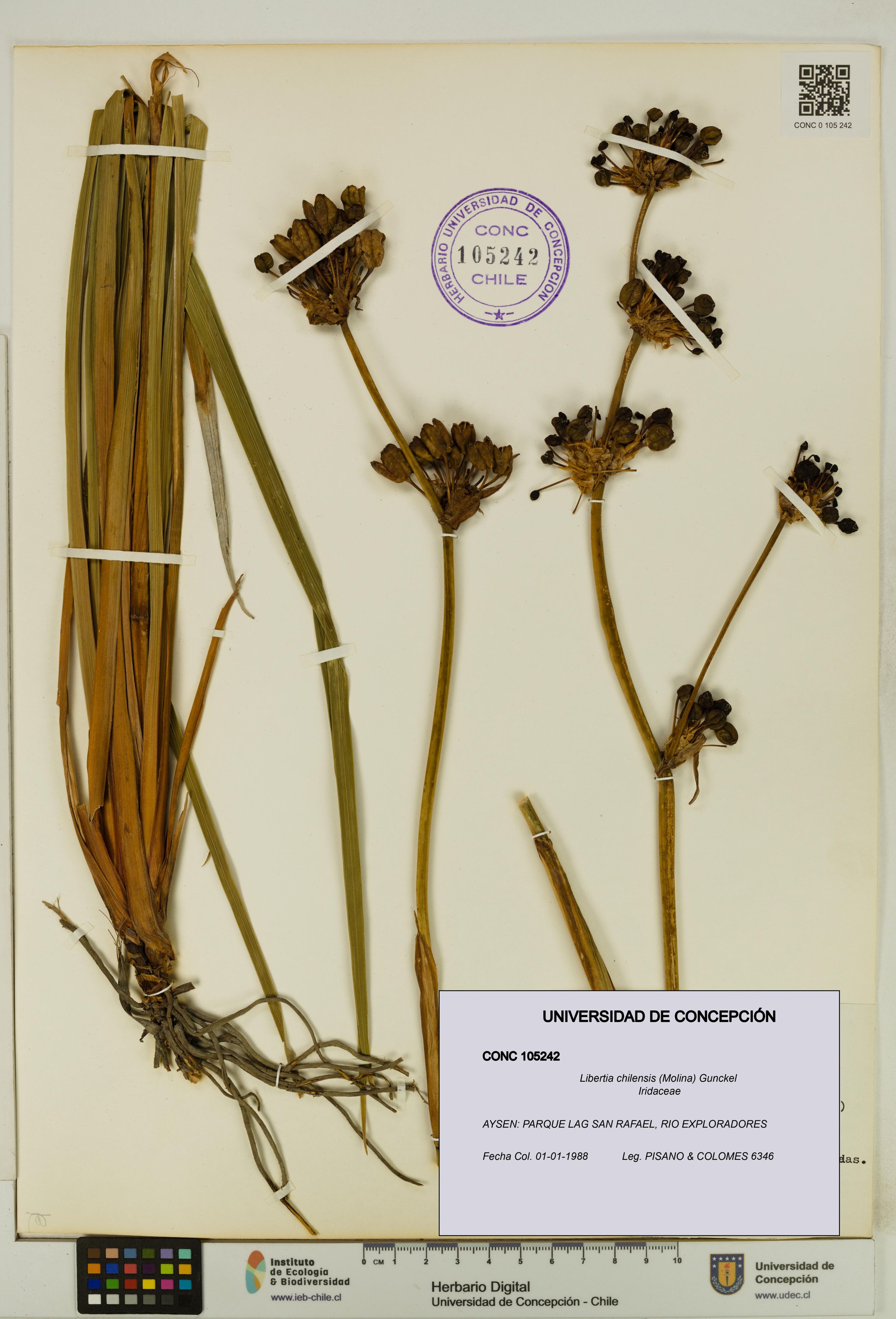 Libertia chilensis [Espécimen: ]