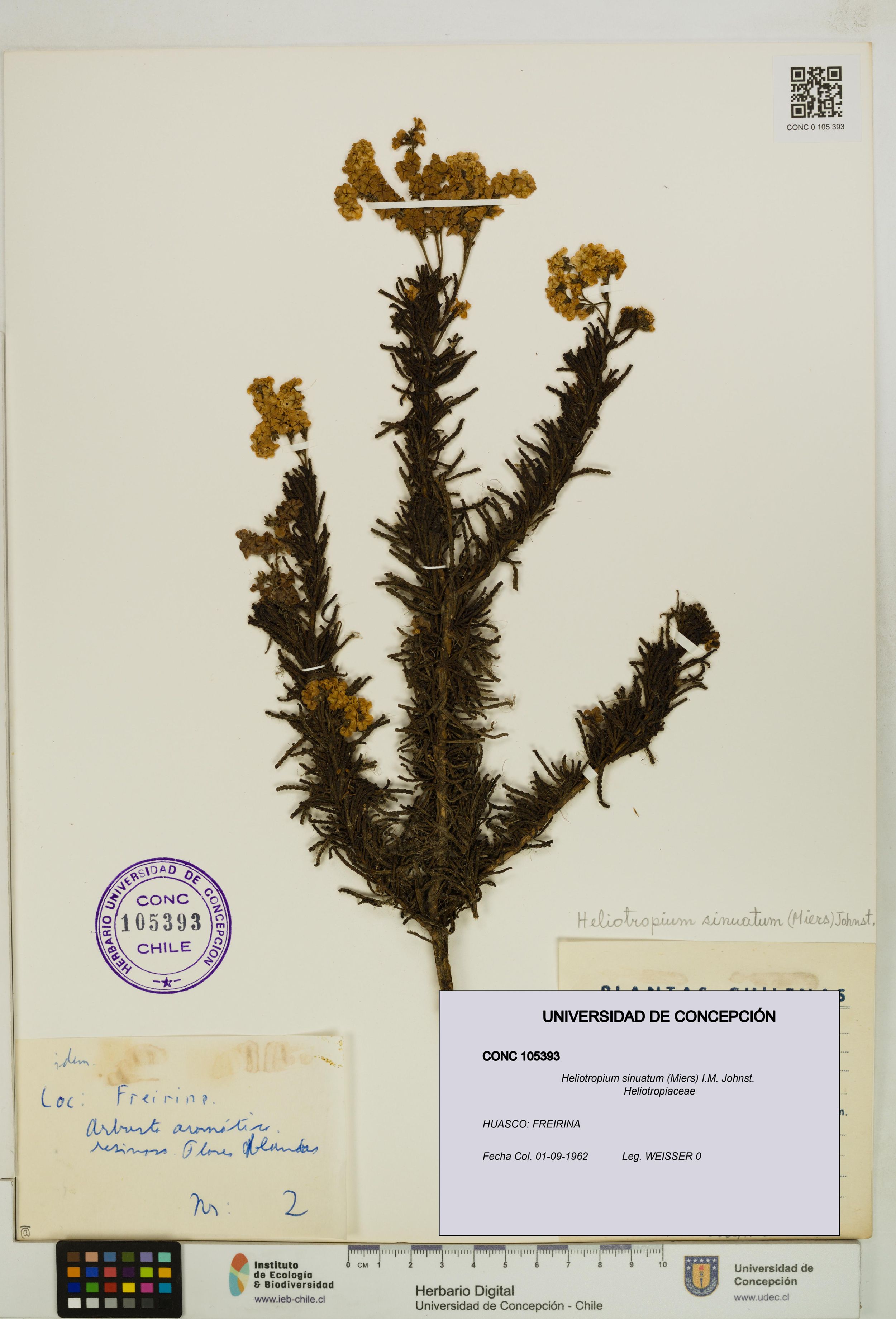 Heliotropium sinuatum [Espécimen: ]