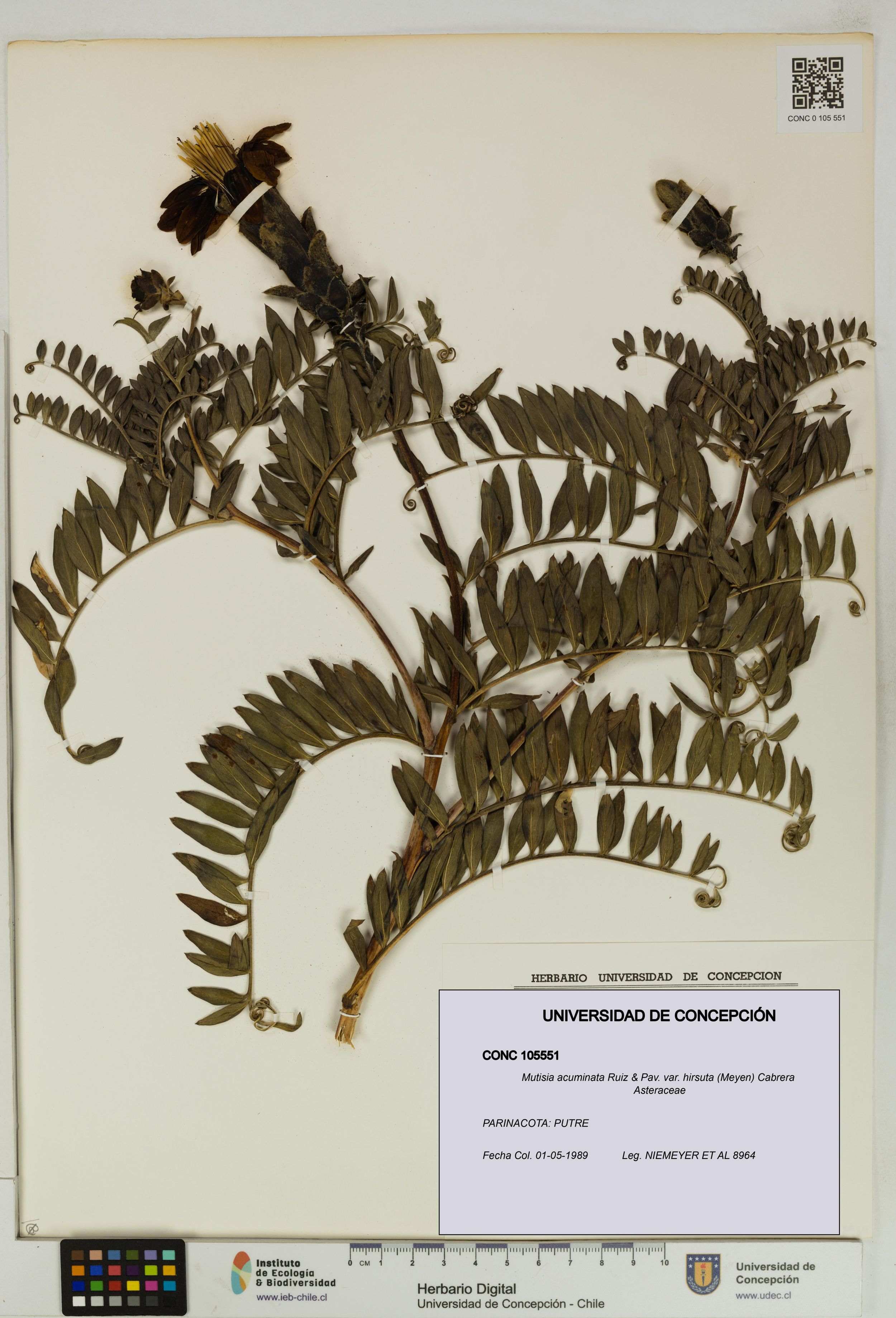 Mutisia acuminata var. hirsuta [Espécimen: ]
