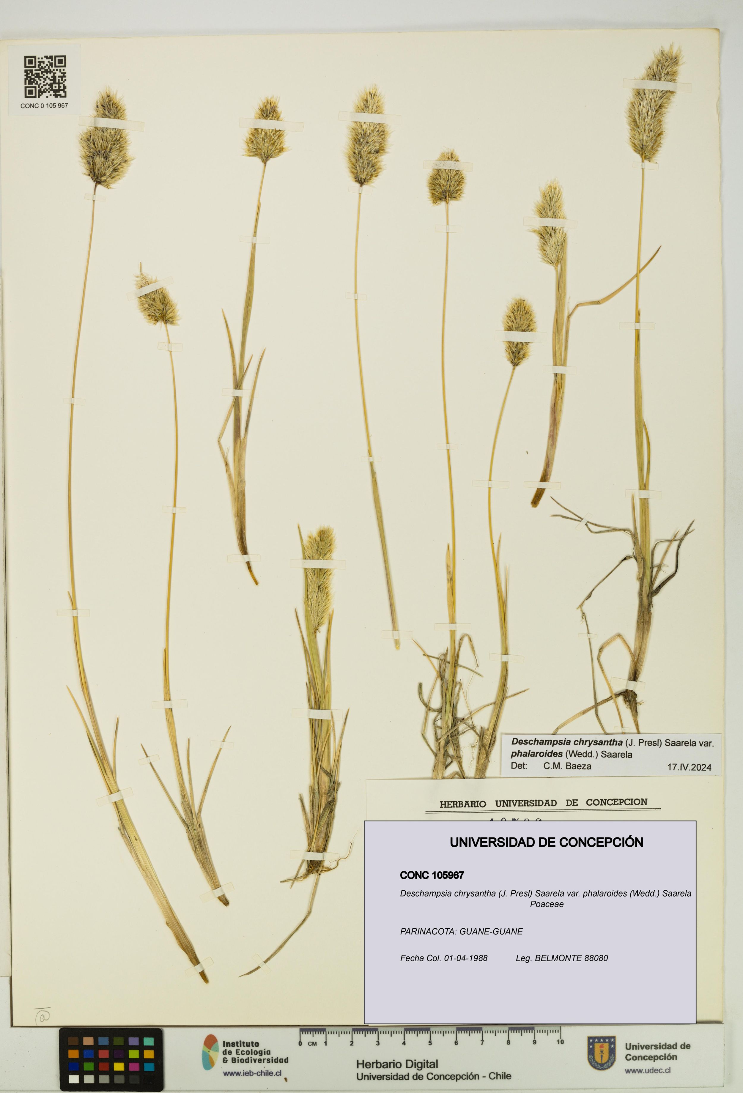 Deschampsia chrysantha var. phalaroides [Espécimen: ]