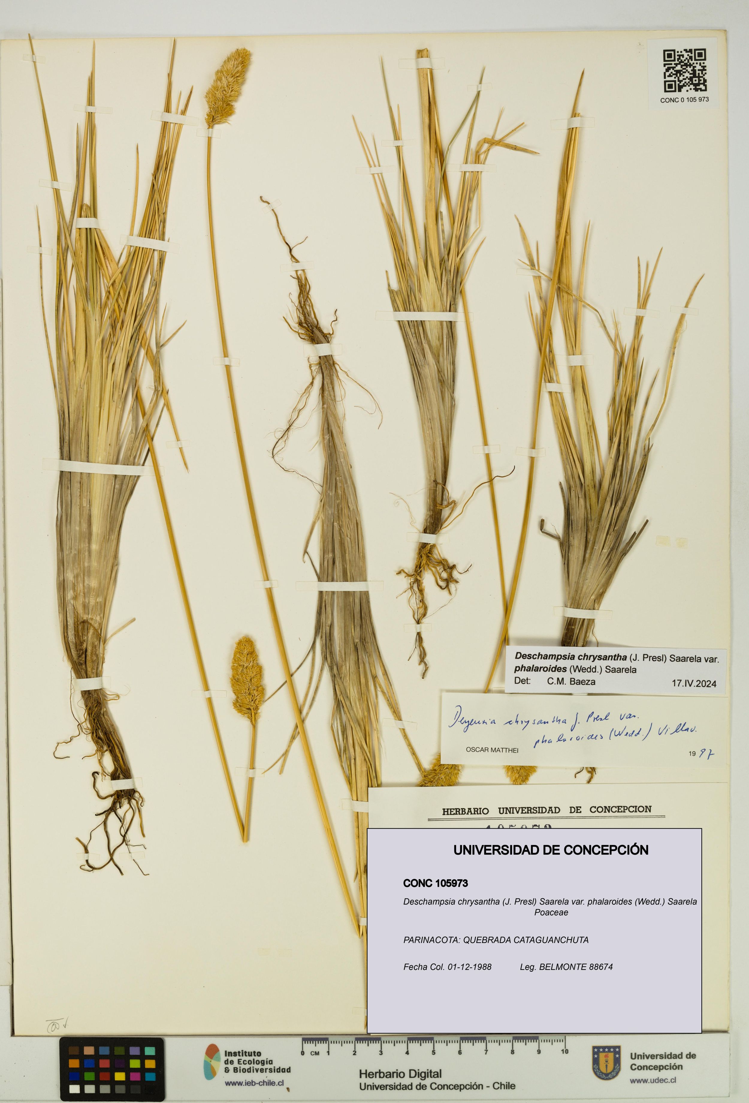 Deschampsia chrysantha var. phalaroides [Espécimen: ]