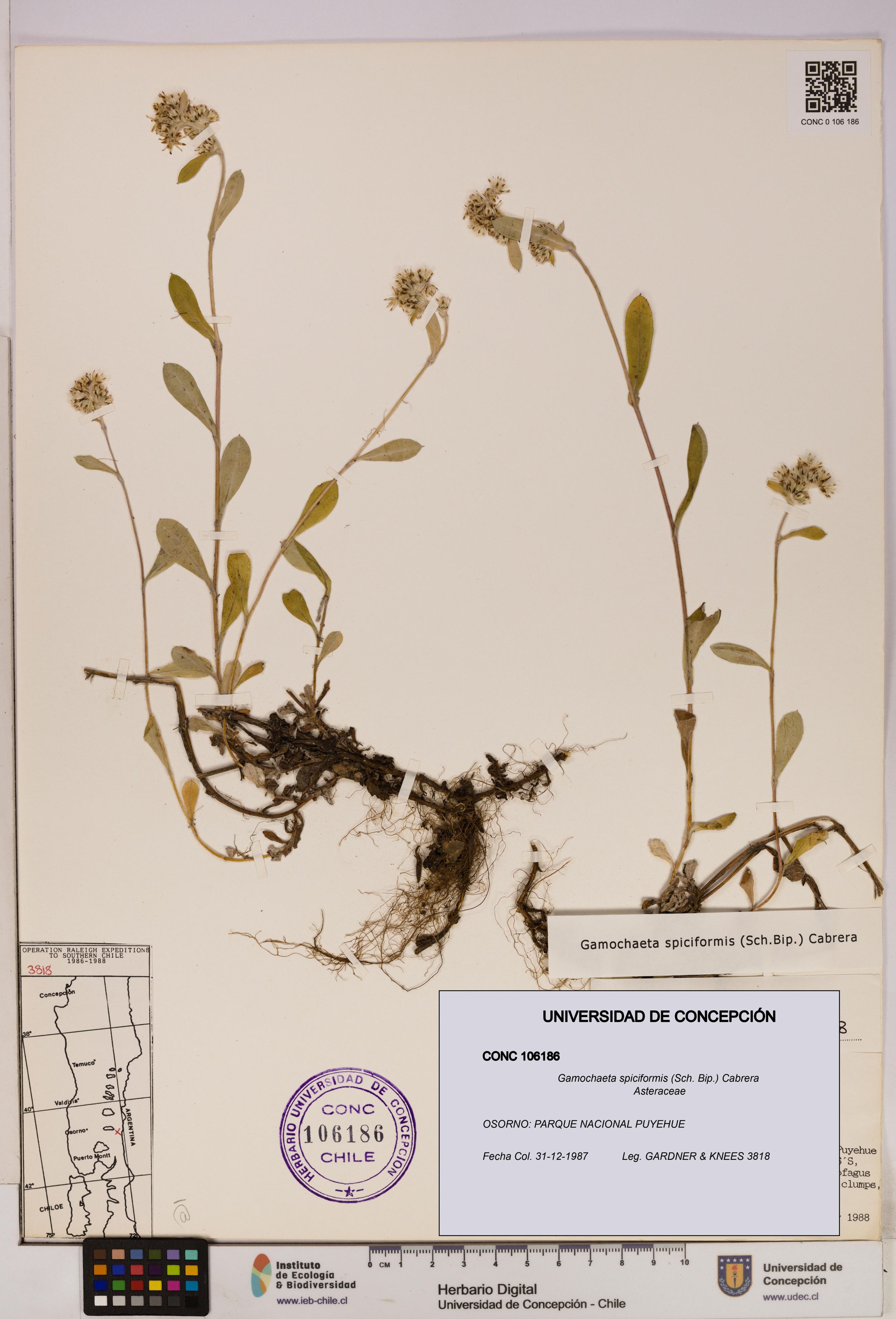 Gamochaeta spiciformis [Espécimen: ]