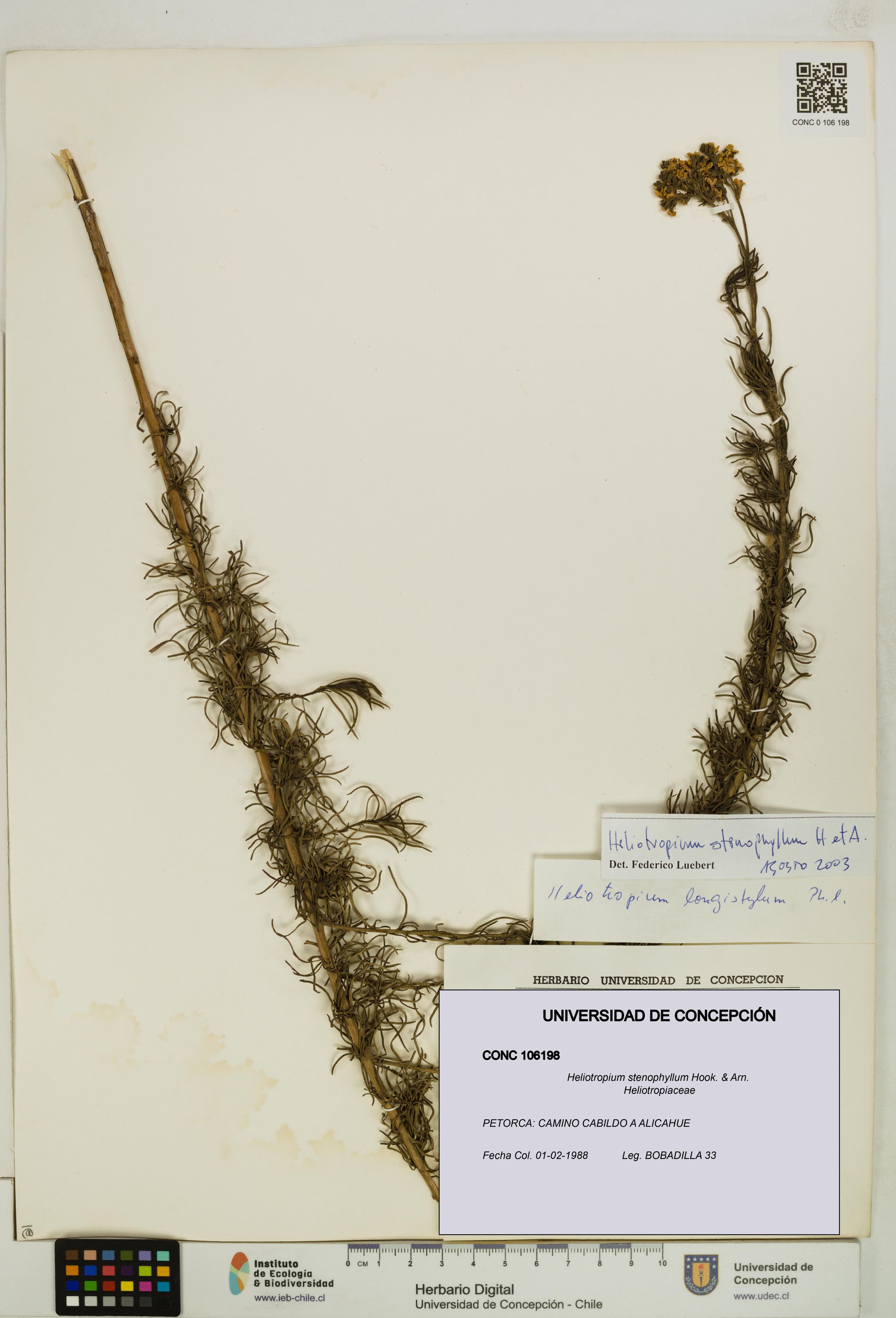 Heliotropium stenophyllum [Espécimen: ]