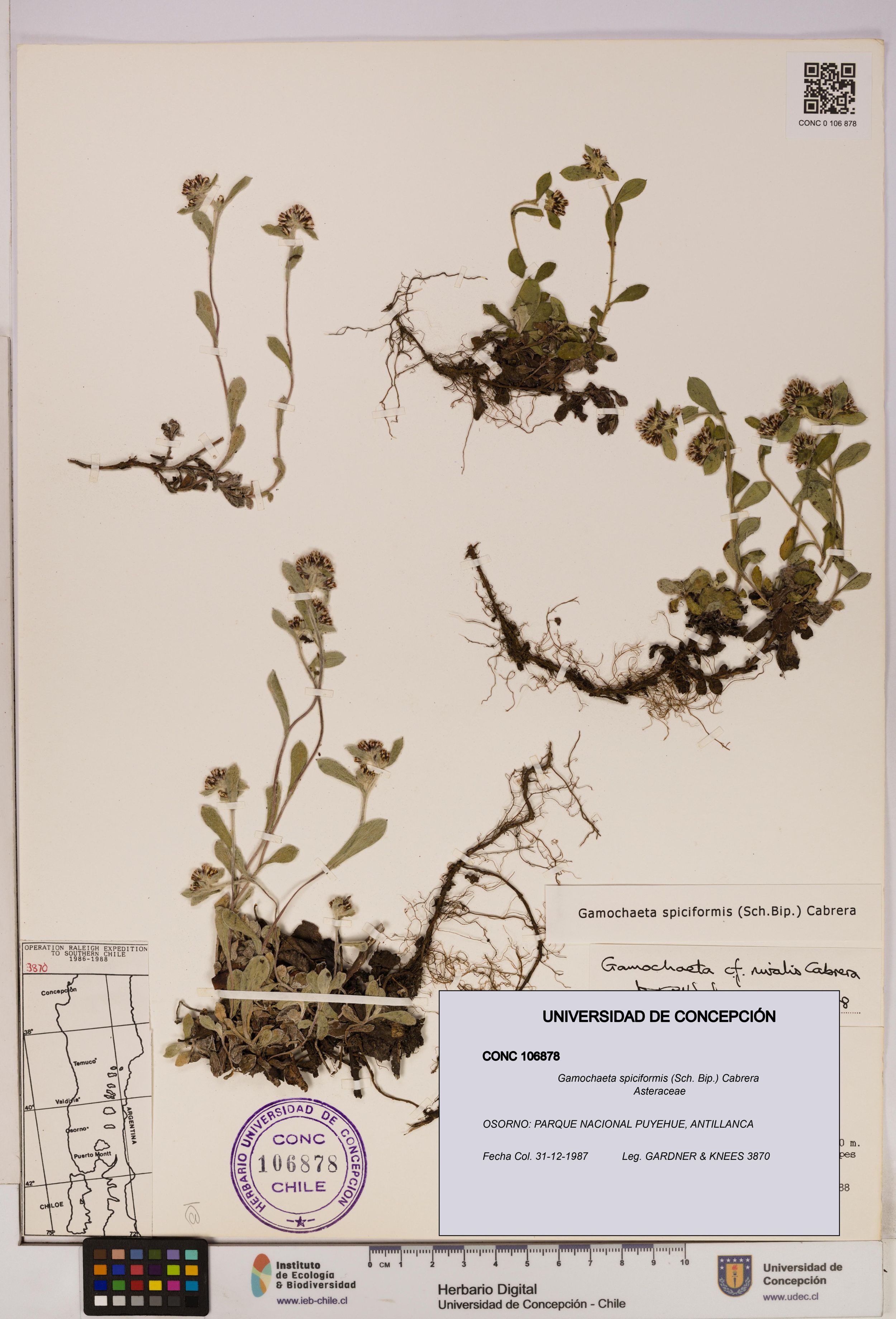Gamochaeta spiciformis [Espécimen: ]