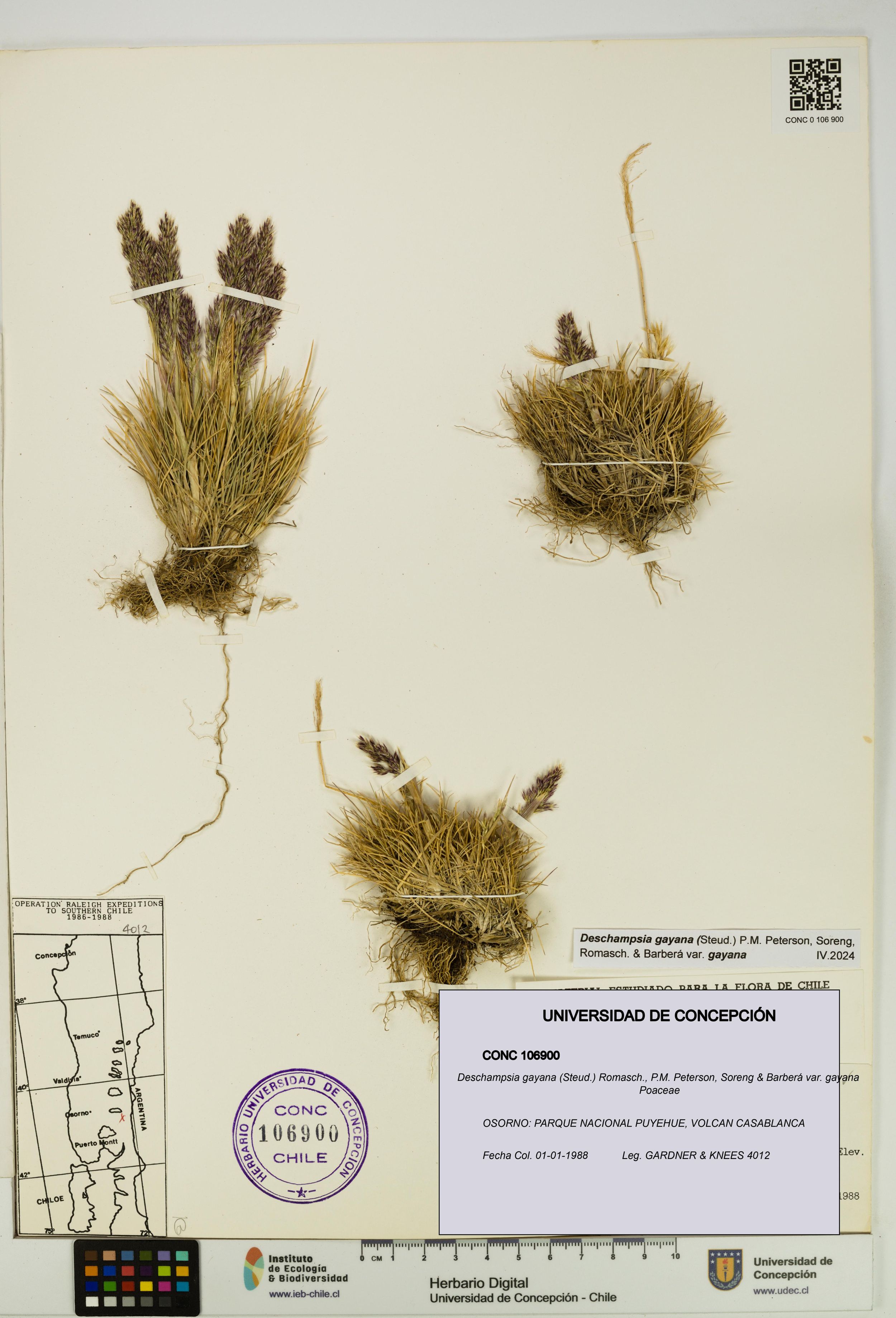 Deschampsia gayana var. gayana [Espécimen: ]