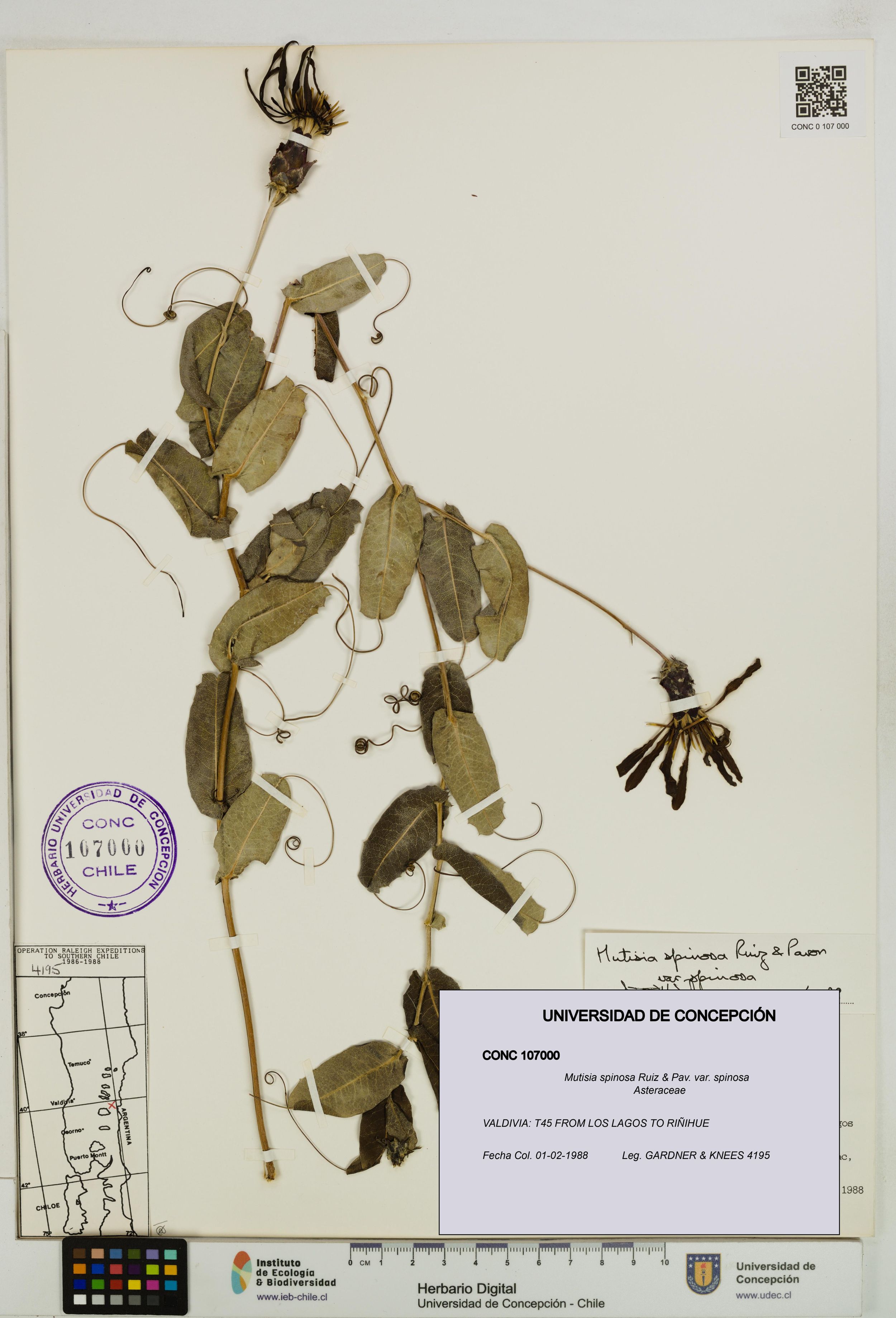 Mutisia spinosa var. spinosa [Espécimen: ]