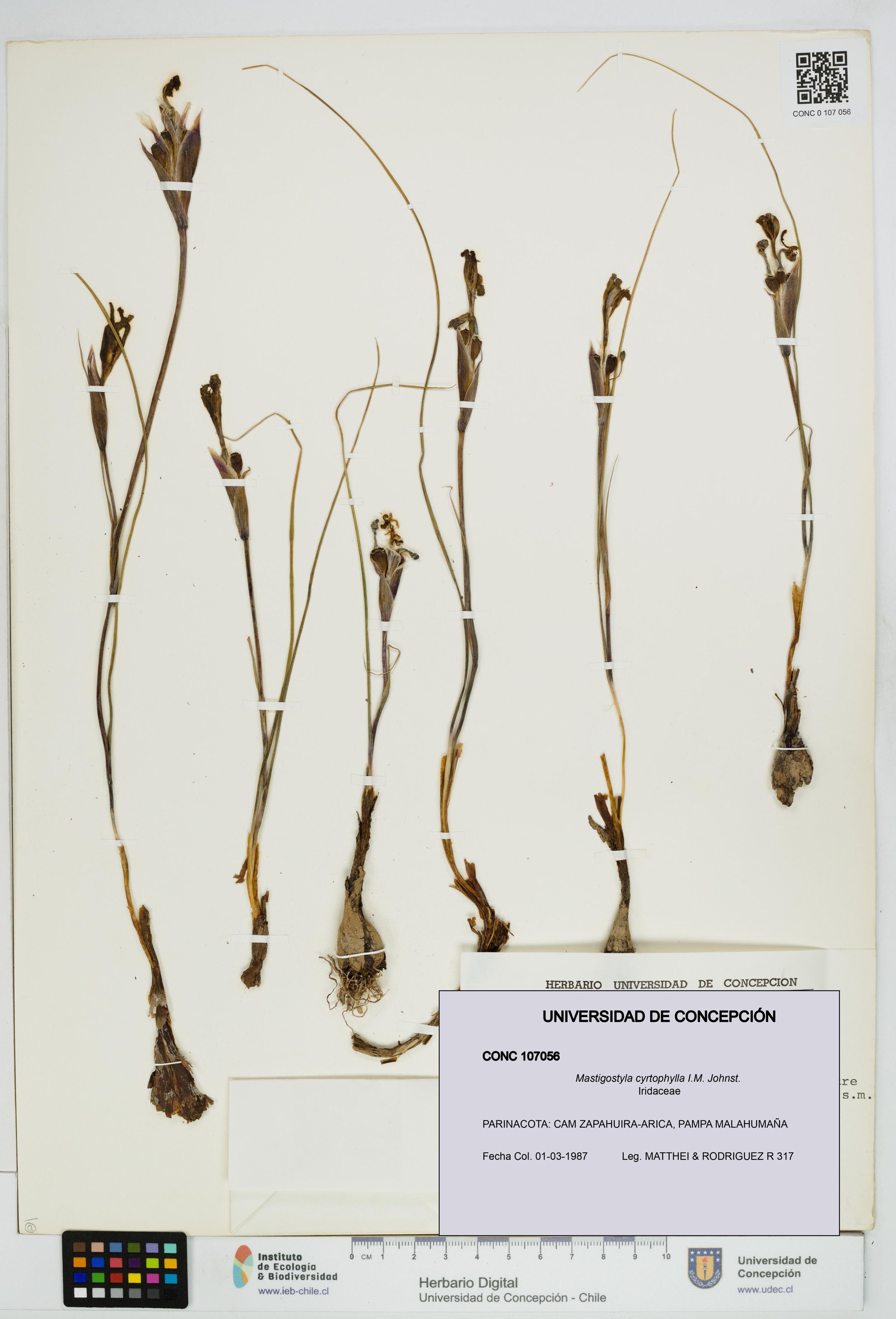 Mastigostyla cyrtophylla [Espécimen: ]
