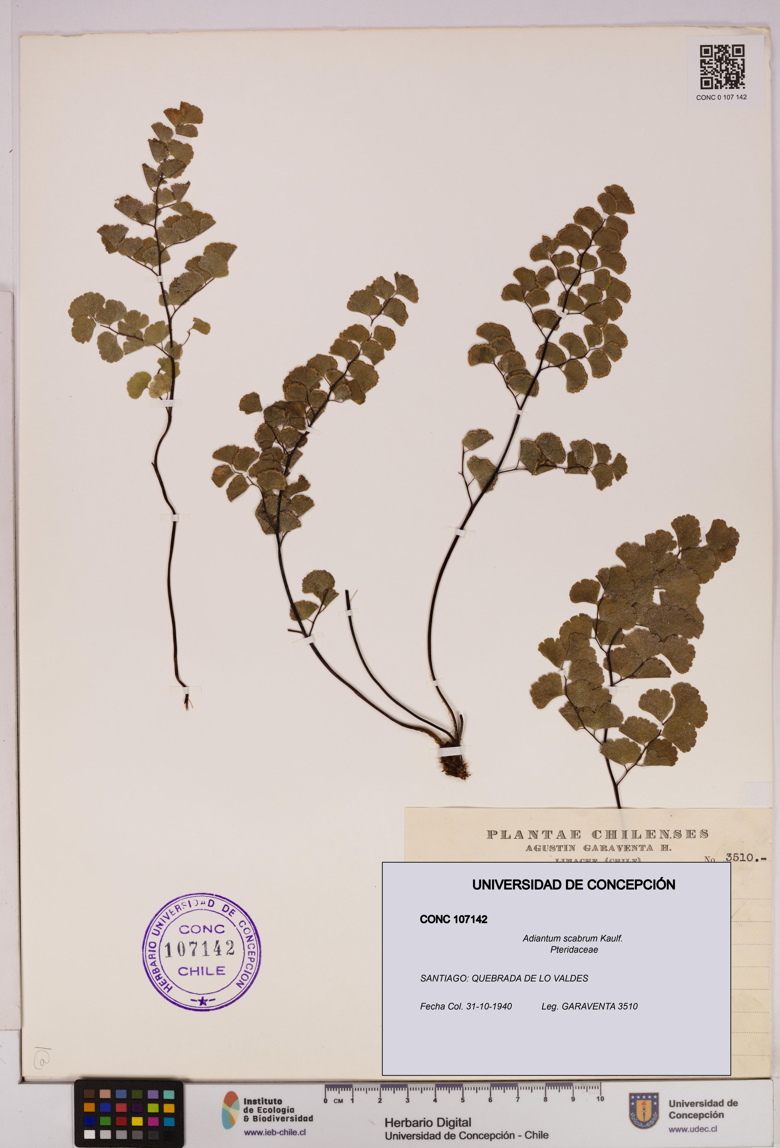 Adiantum scabrum [Espécimen: ]
