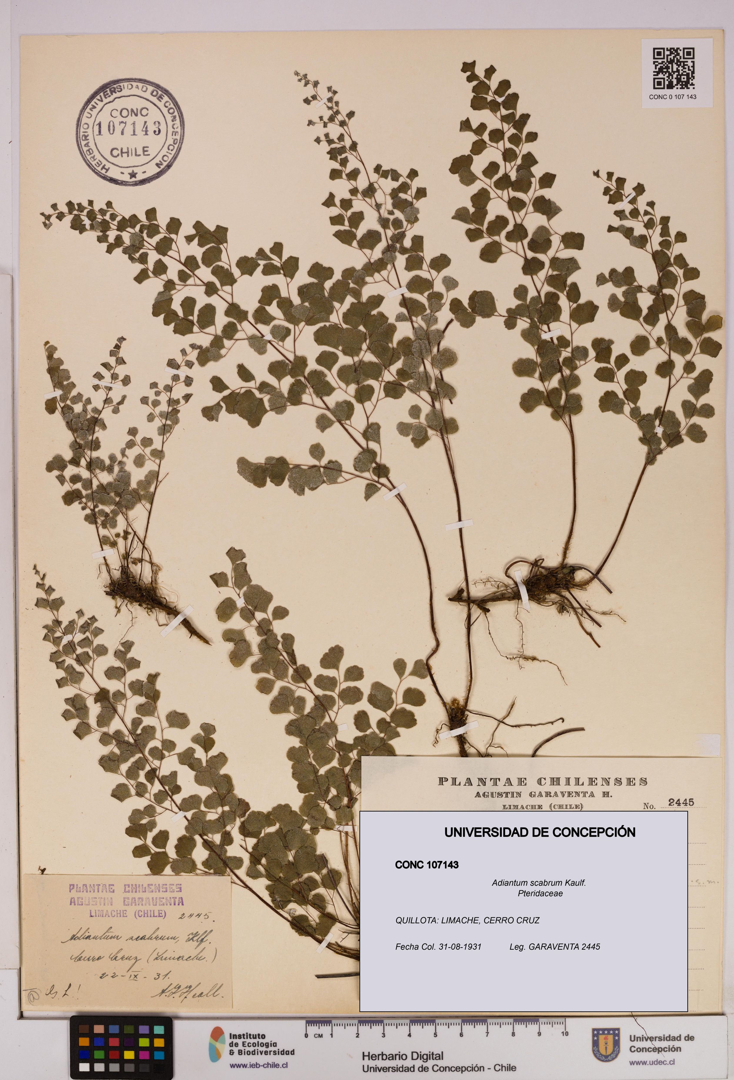 Adiantum scabrum [Espécimen: ]