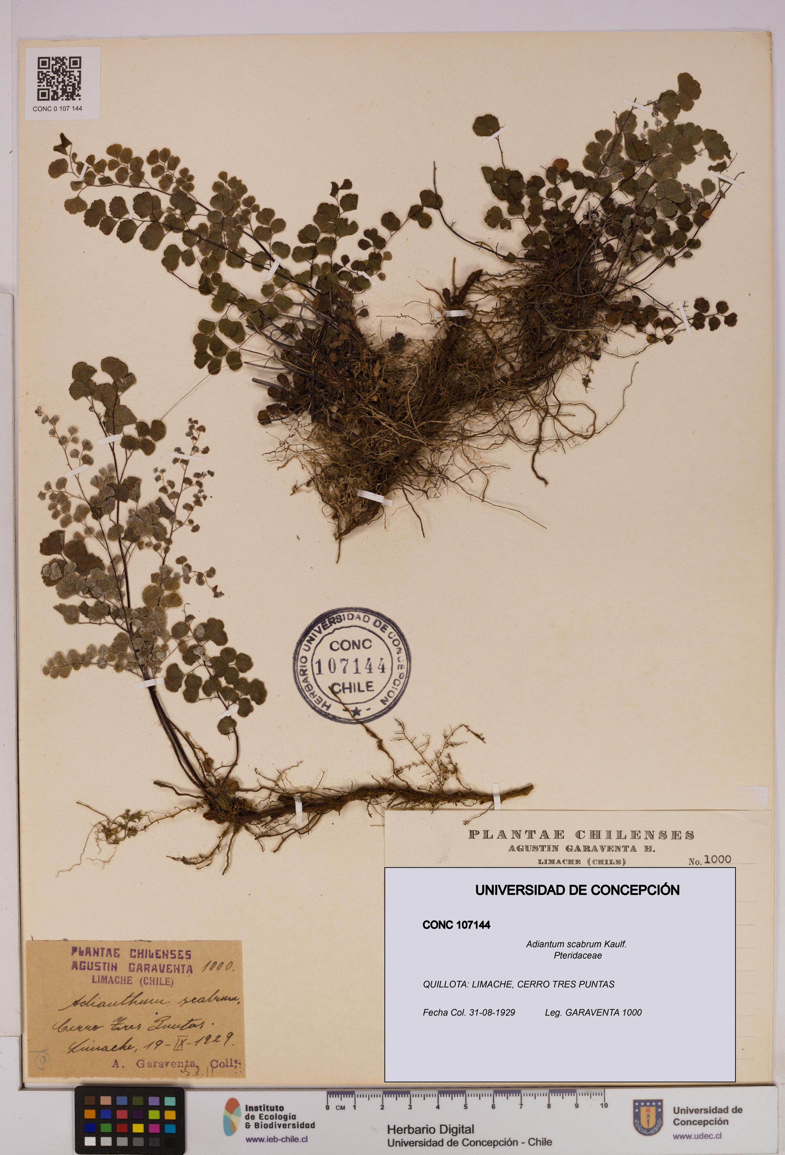 Adiantum scabrum [Espécimen: ]