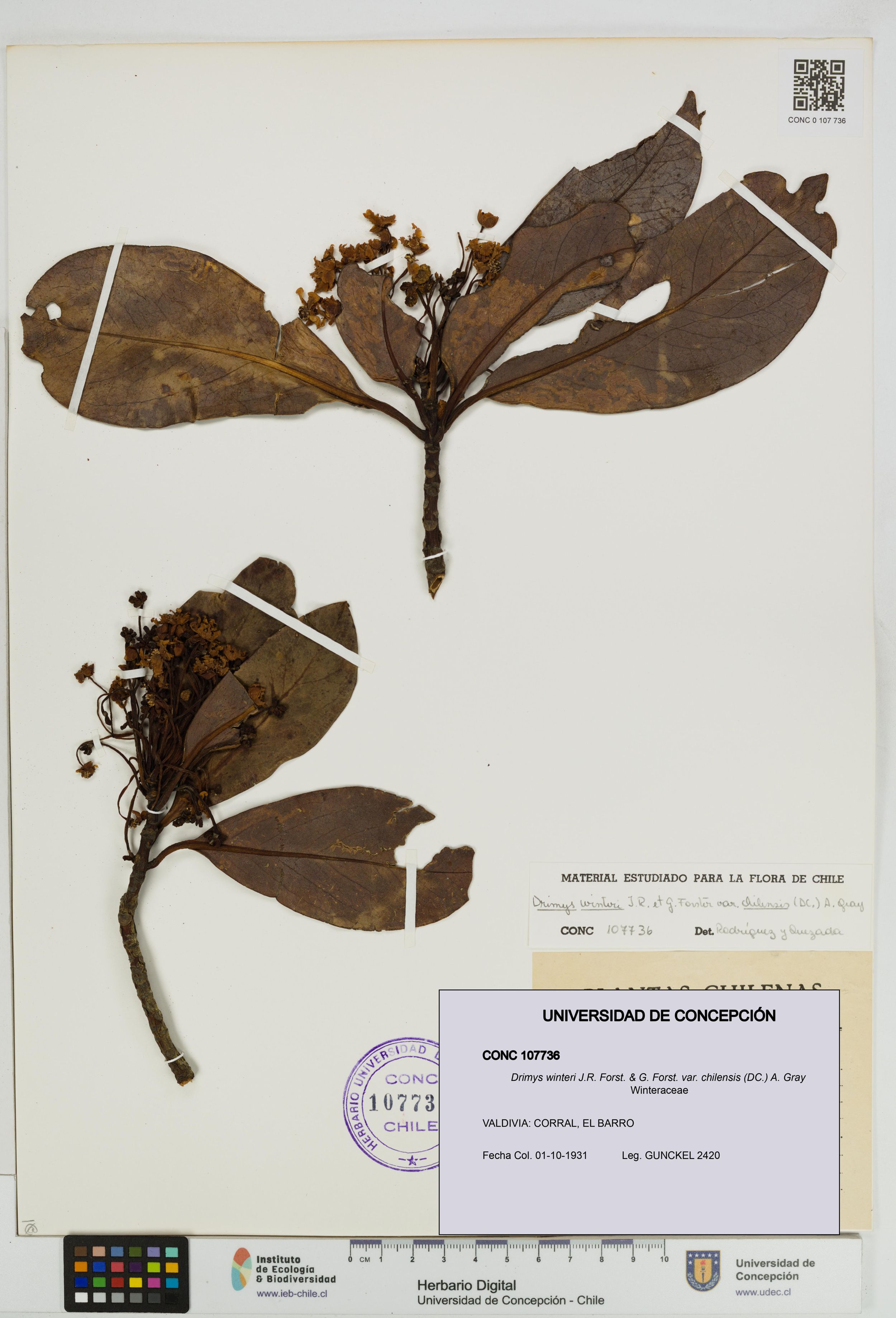 Drimys winteri var. chilensis [Espécimen: ]