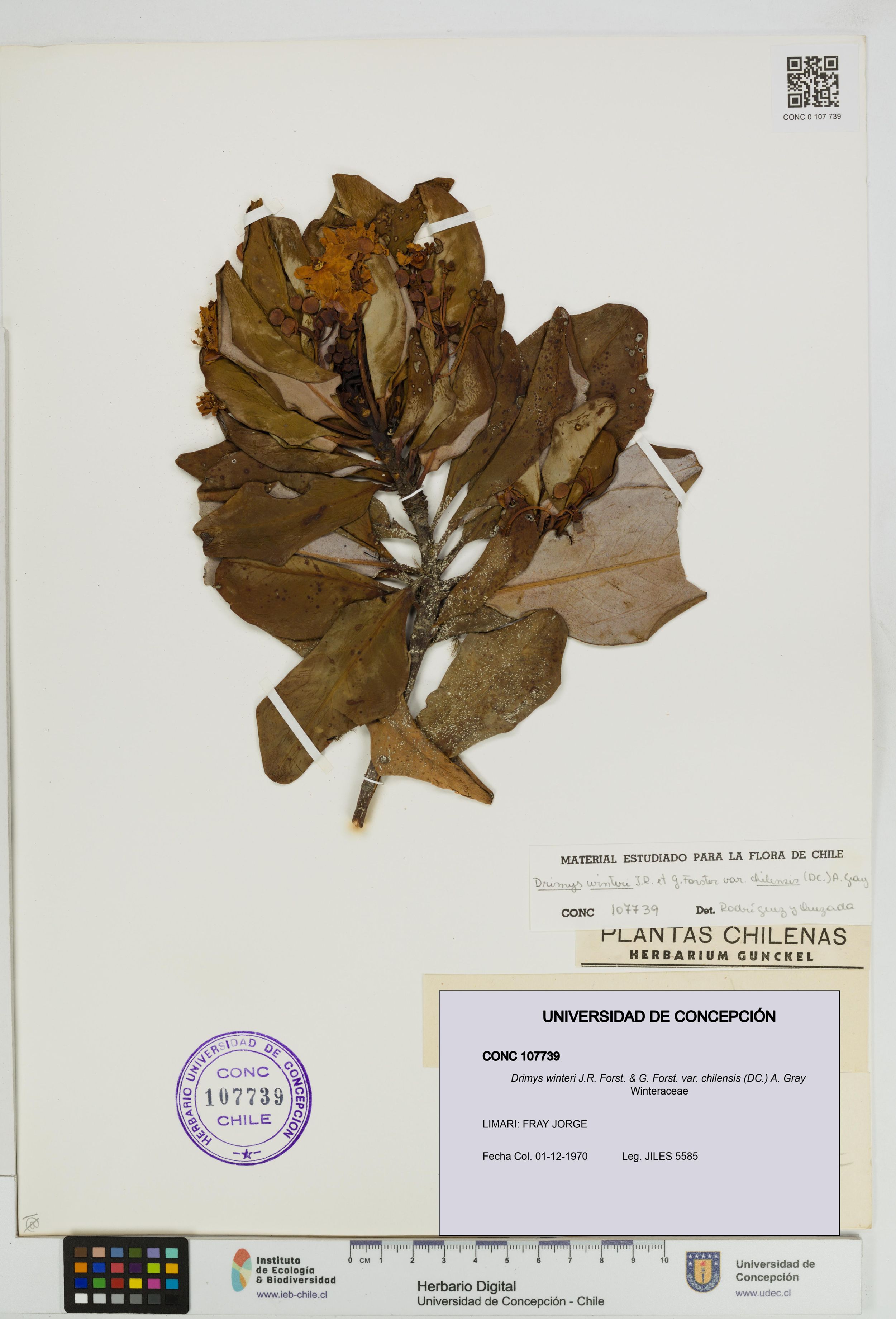 Drimys winteri var. chilensis [Espécimen: ]
