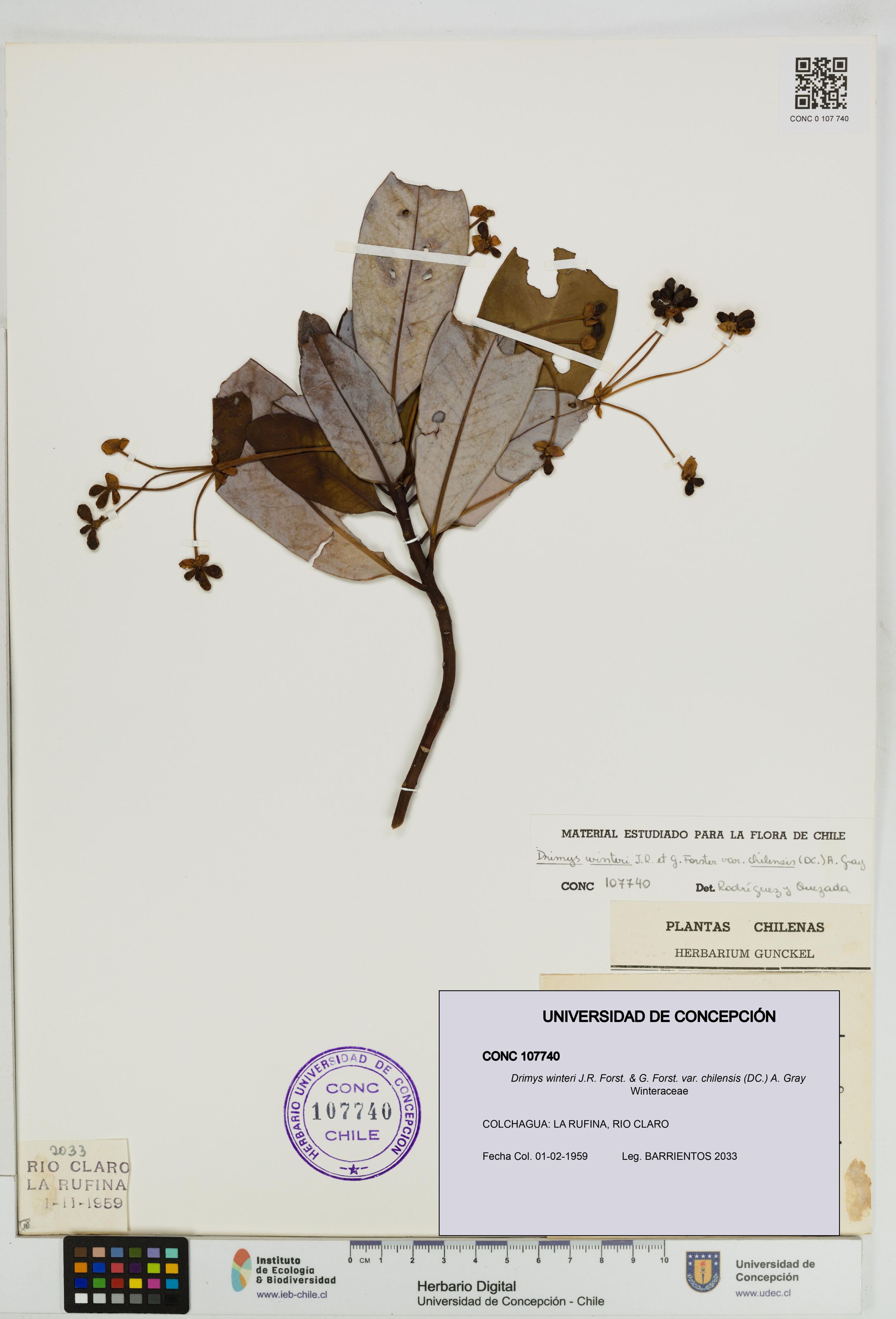 Drimys winteri var. chilensis [Espécimen: ]