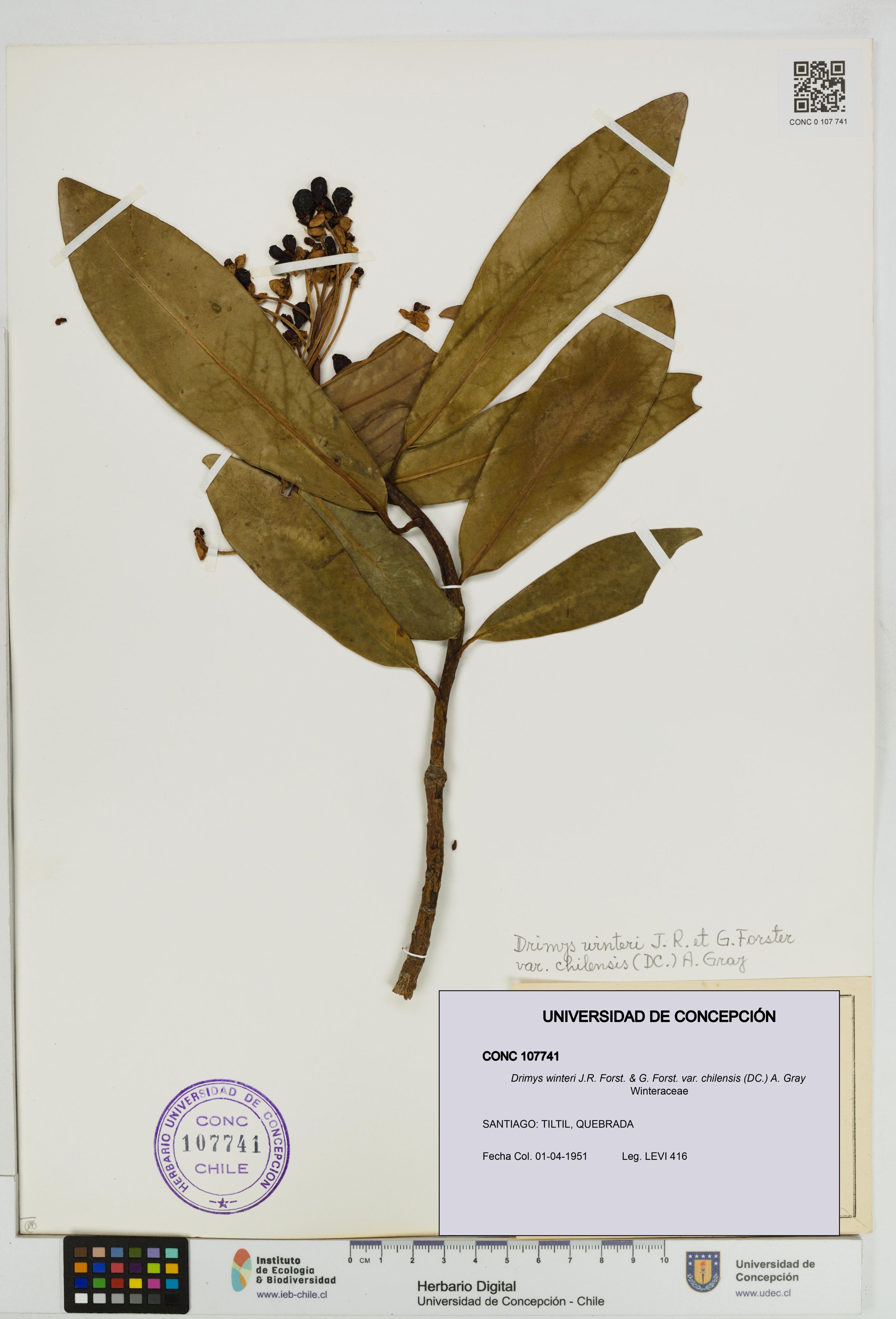 Drimys winteri var. chilensis [Espécimen: ]