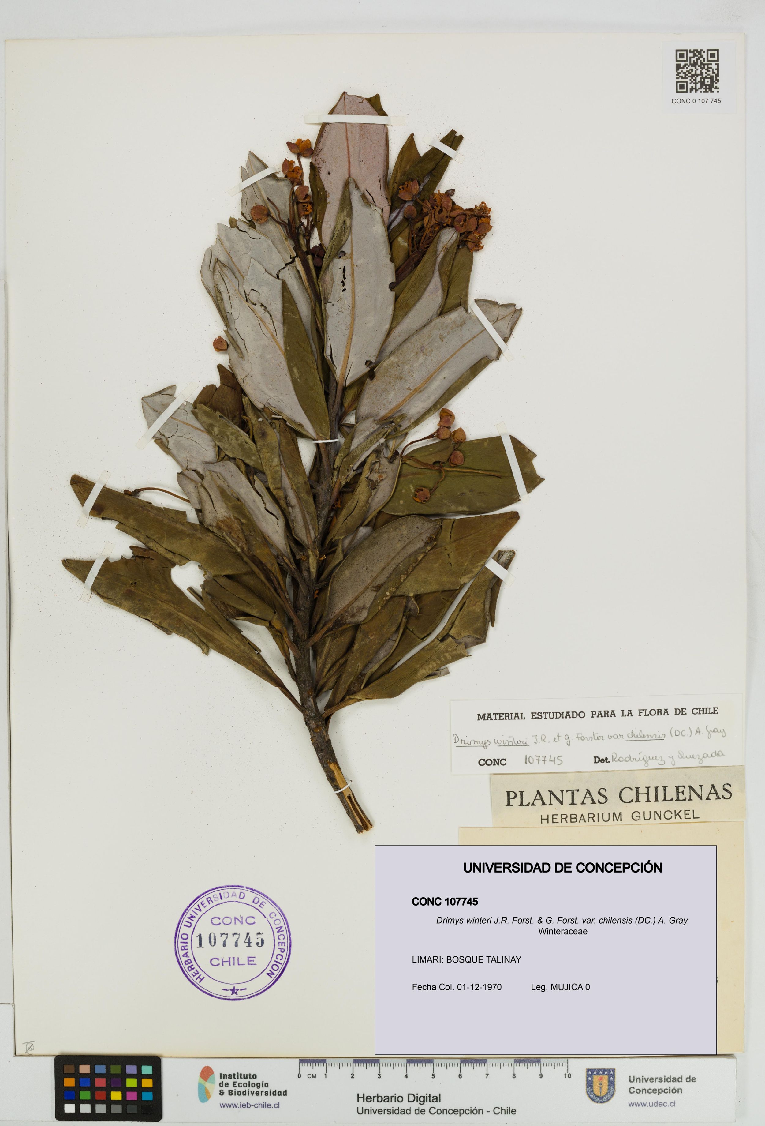 Drimys winteri var. chilensis [Espécimen: ]