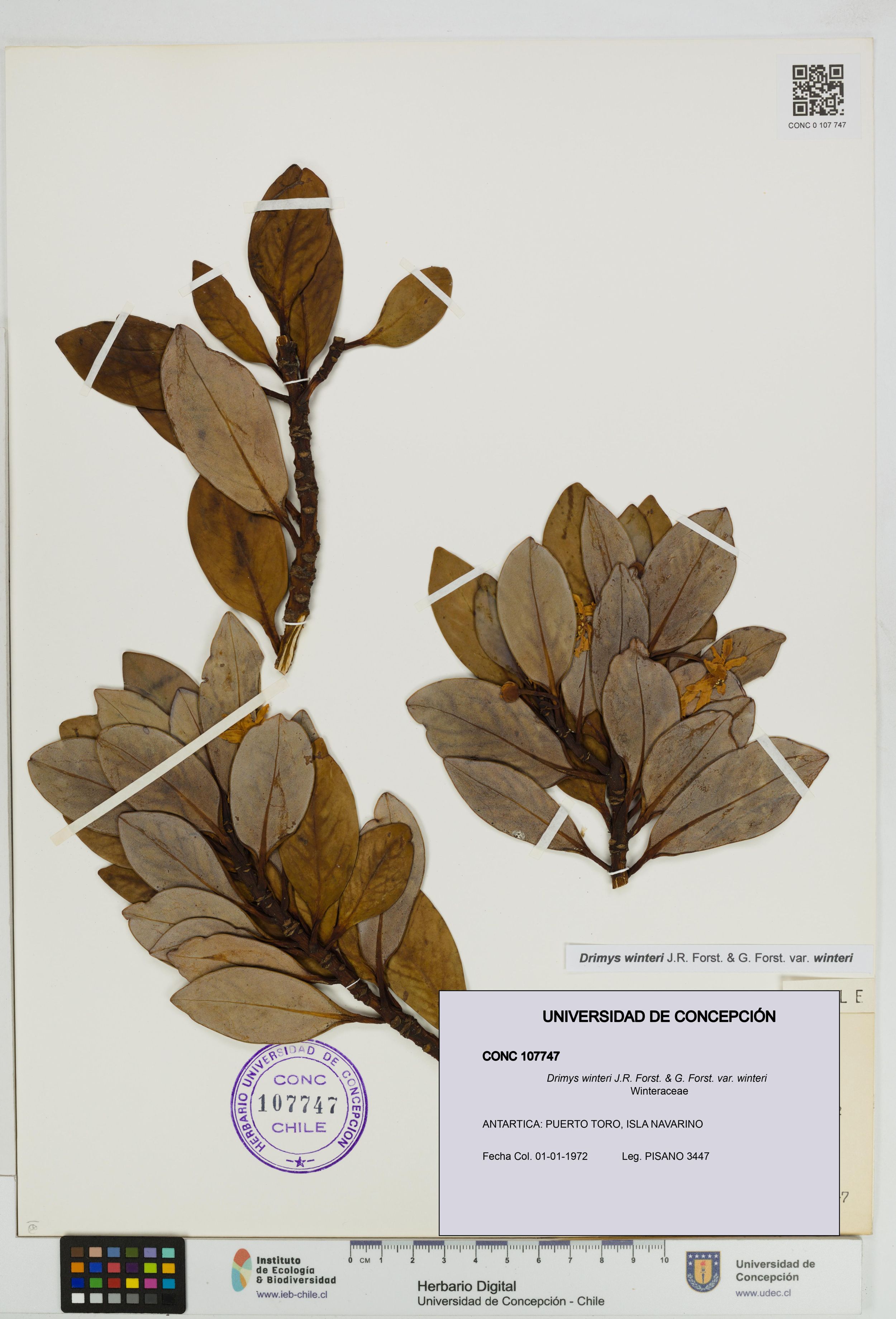 Drimys winteri var. winteri [Espécimen: ]