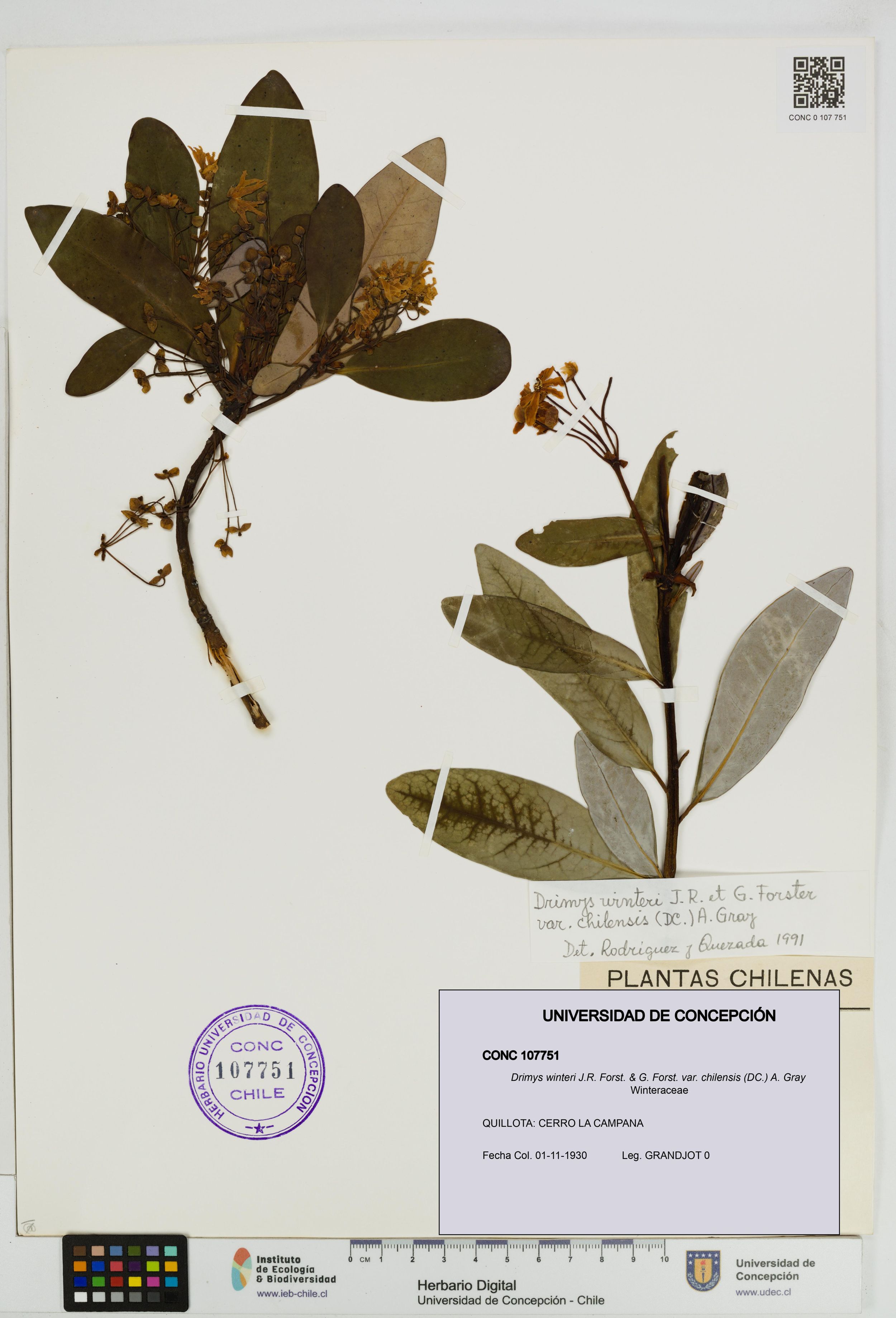 Drimys winteri var. chilensis [Espécimen: ]