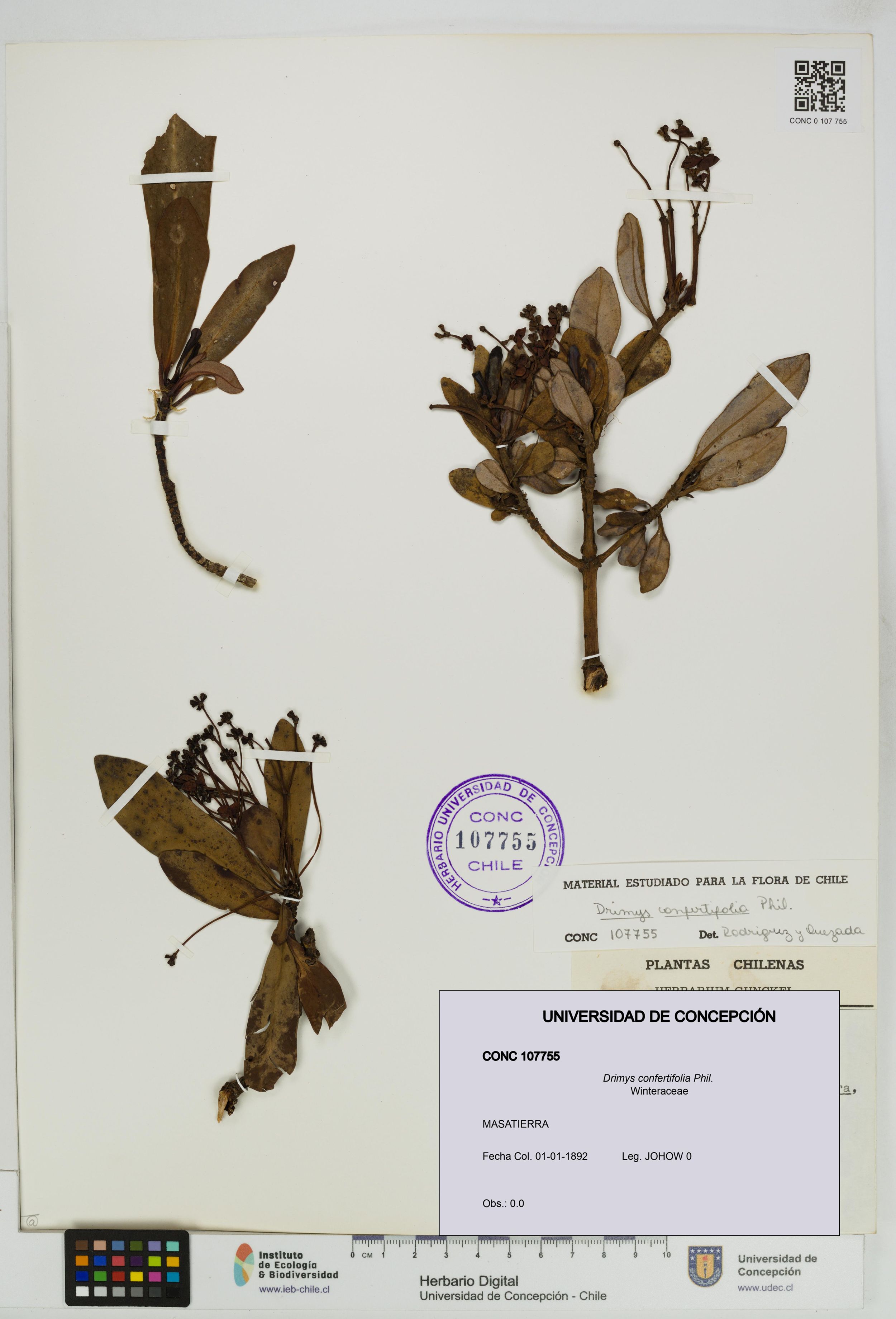 Drimys confertifolia [Espécimen: ]
