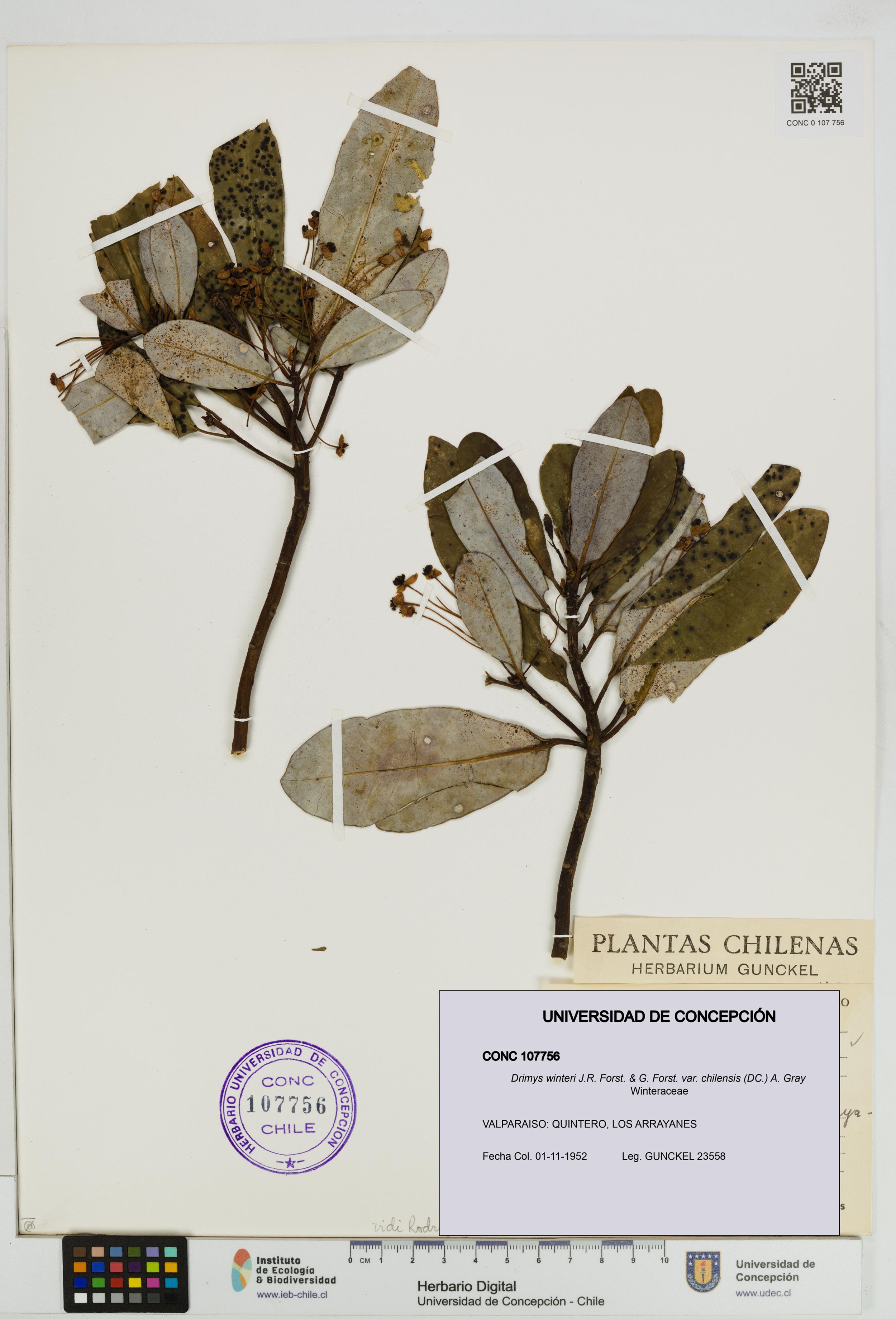 Drimys winteri var. chilensis [Espécimen: ]